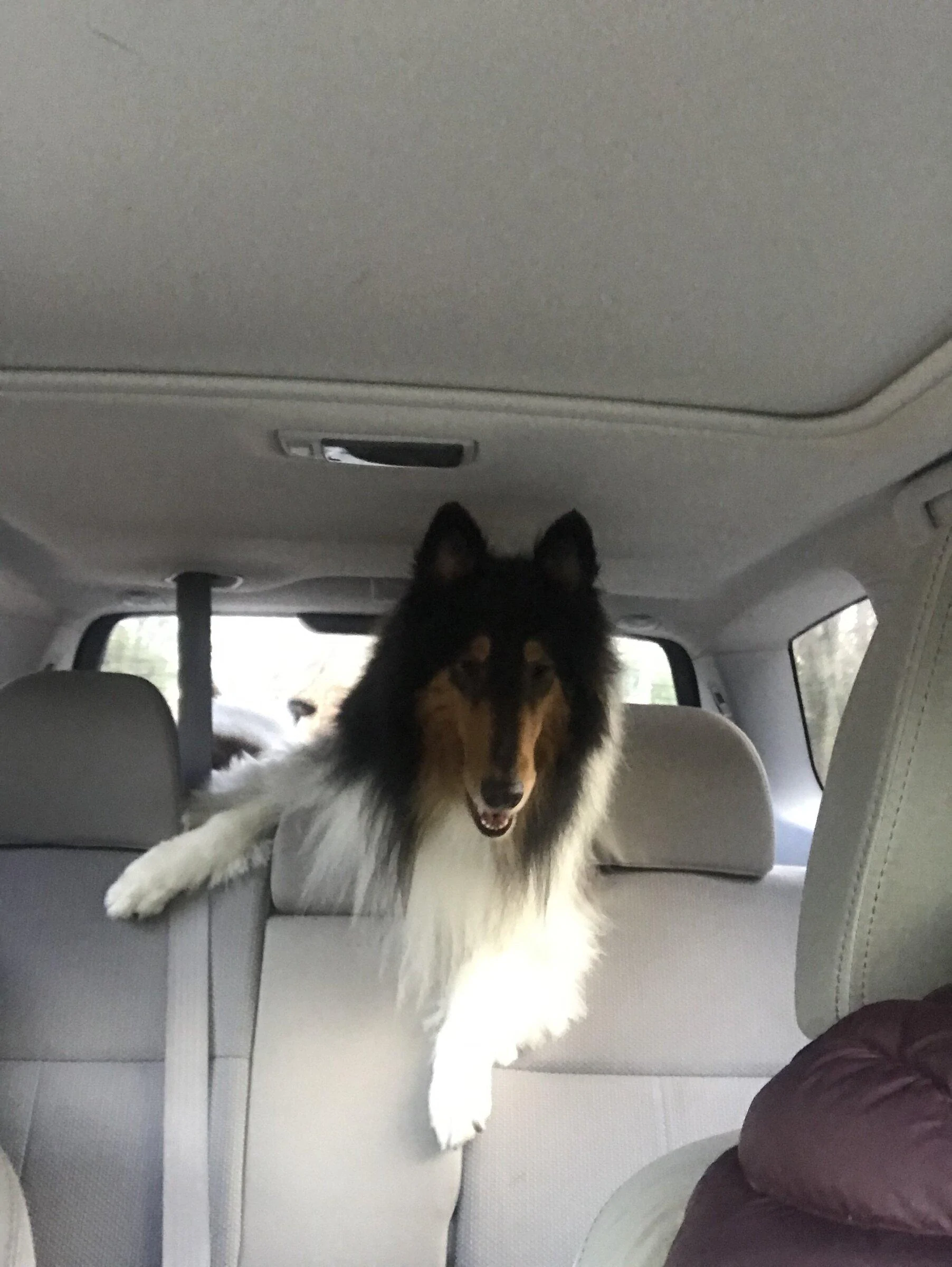 Jeep Gladiator Dog co-pilot help. E90B20DE-5A7F-4018-A725-2249519FADDF