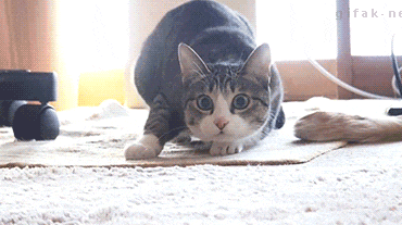catshaqwiggle.gif