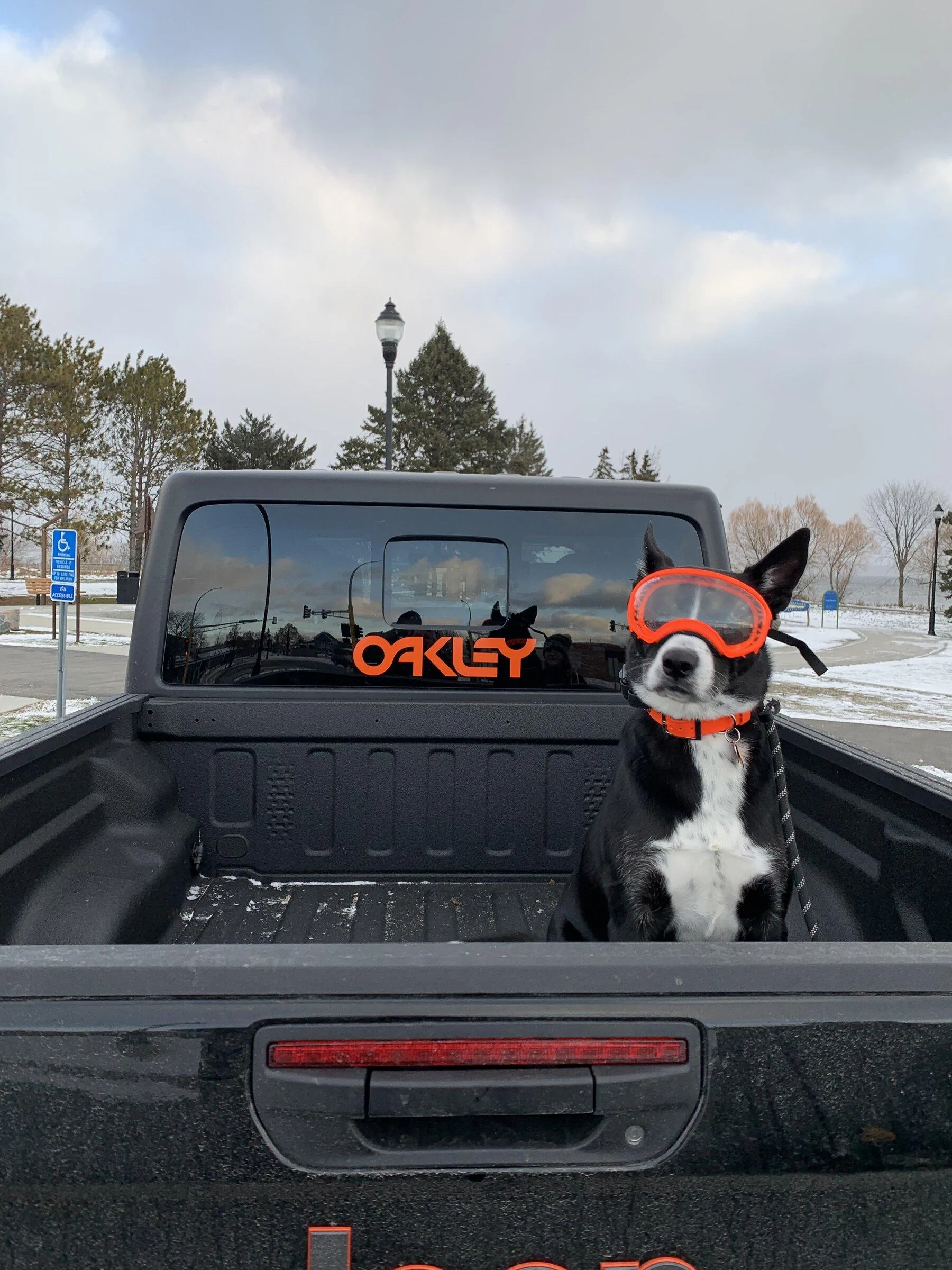 Jeep Gladiator Glad(iator) Dogs! Let's see 'em! D2E01E90-17ED-47E2-97CE-DD1C81D5981C
