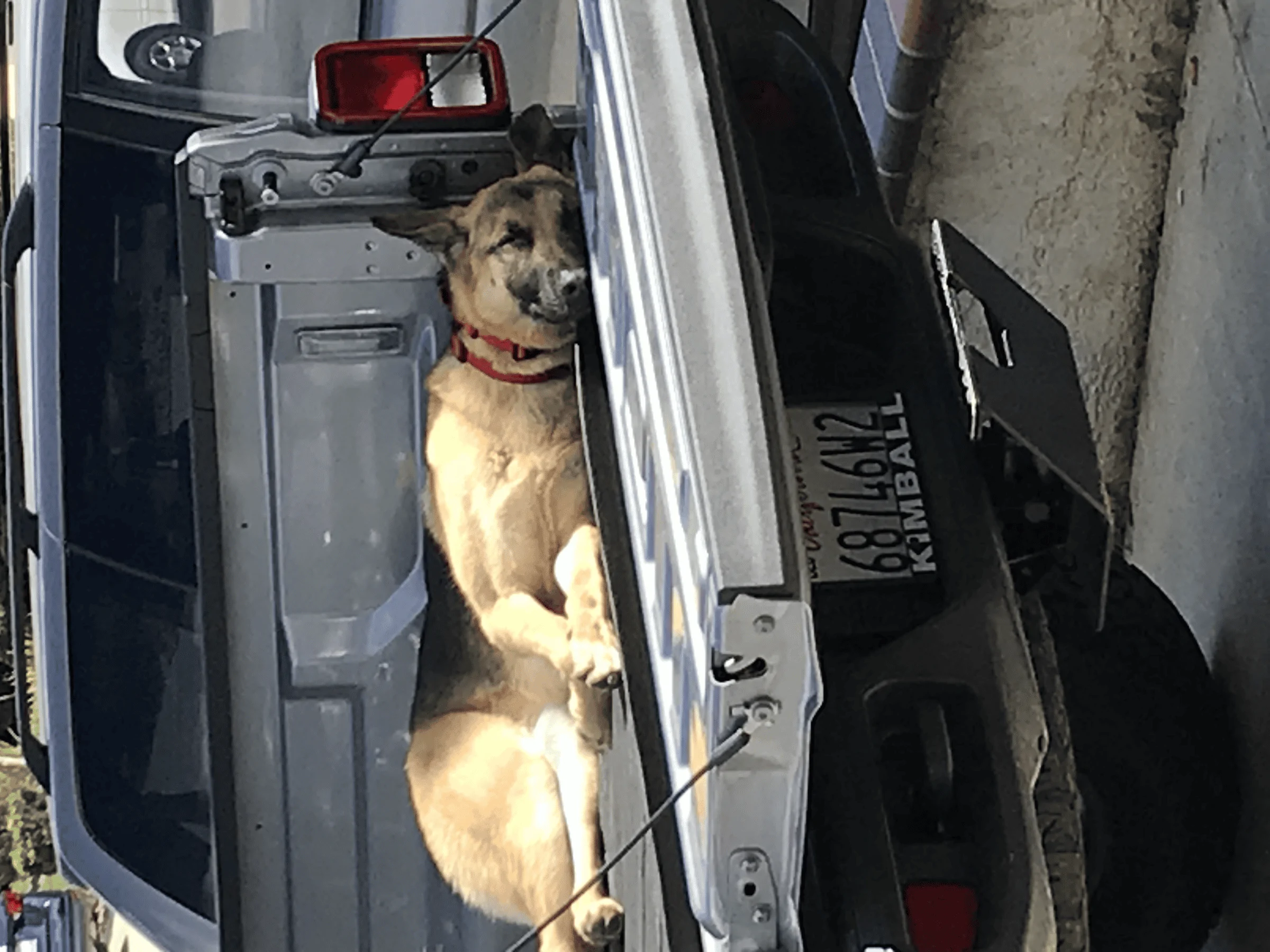 Jeep Gladiator Glad(iator) Dogs! Let's see 'em! tempImageyxrOGQ