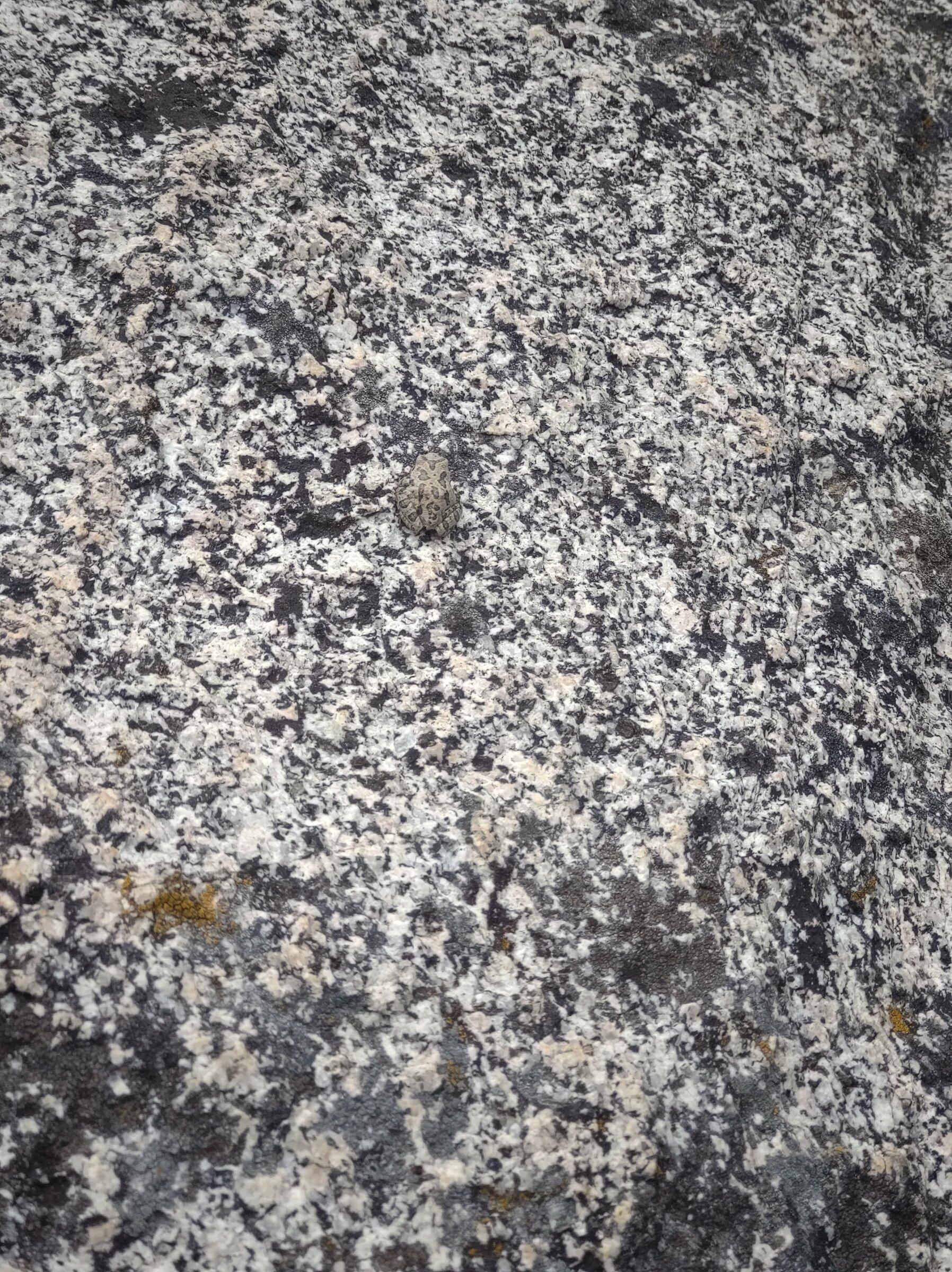 Jeep Gladiator O IMG_20210815_120732906