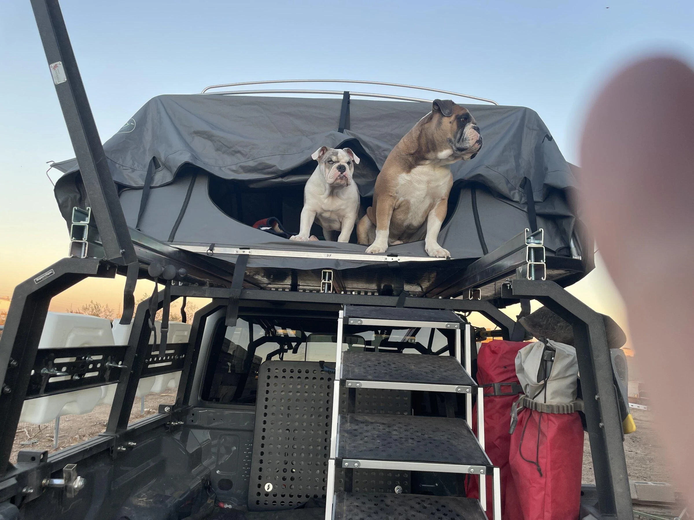 Jeep Gladiator Let’s see your pets cause they are the best companion you can have!!!!! 895BA362-DDC9-447D-A65F-D7A2D81F95AD