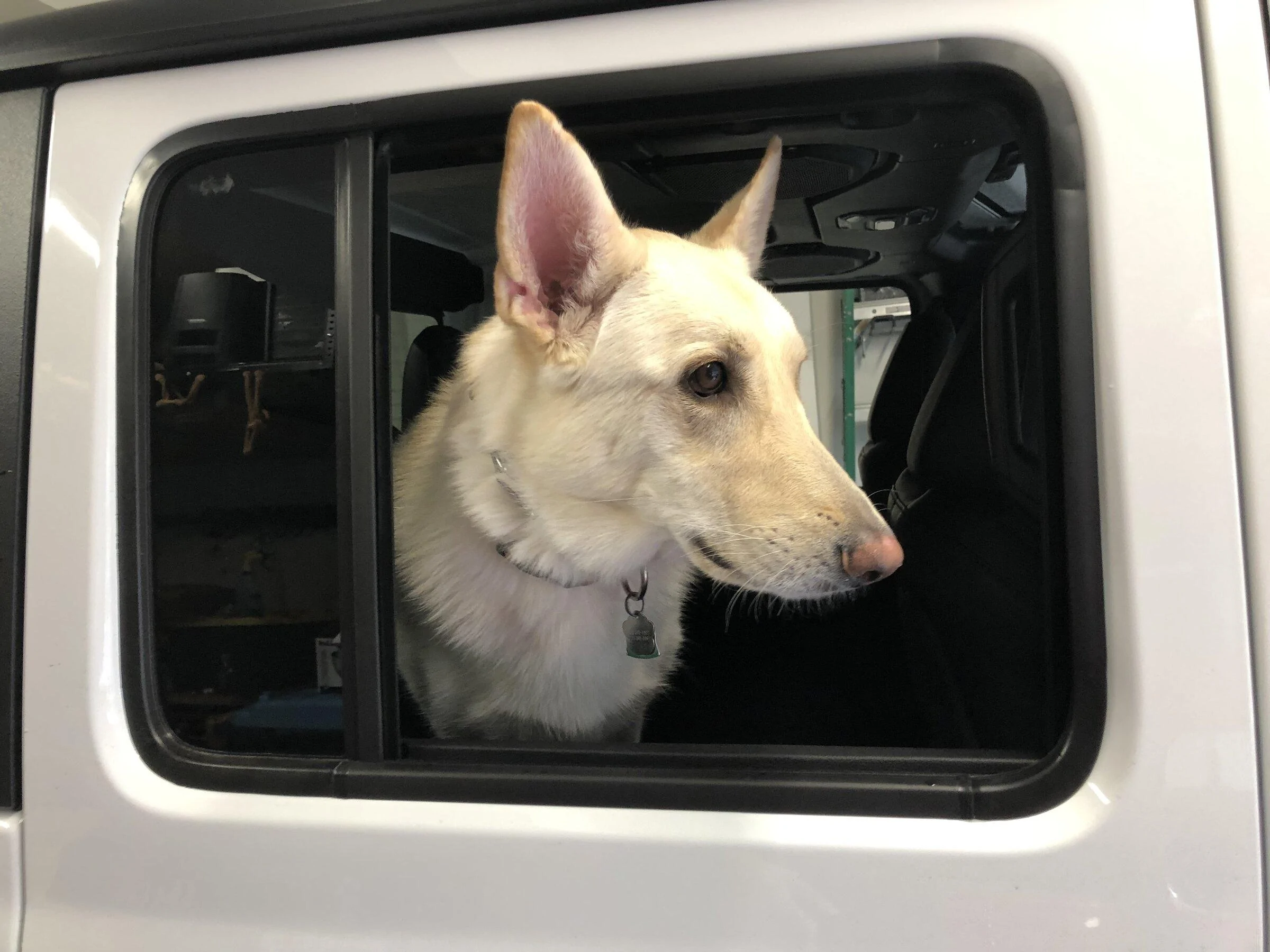 Jeep Gladiator Glad(iator) Dogs! Let's see 'em! 05EF7ACF-312F-49B8-986B-285AC1A48587