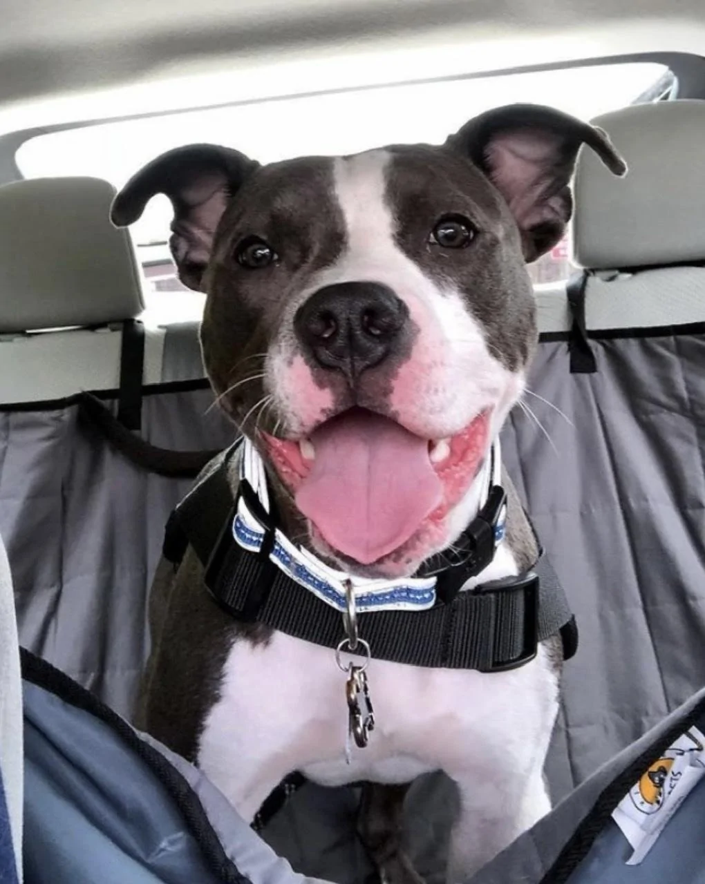 Jeep Gladiator Show me your furry Co-Pilots. 04155A49-9778-48EF-8590-1C67871F88A2