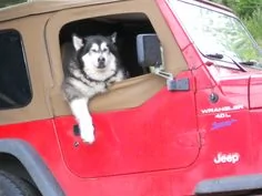 Jeep Gladiator Things @jeepcares Doesn't Care For upload_2019-7-1_22-0-15
