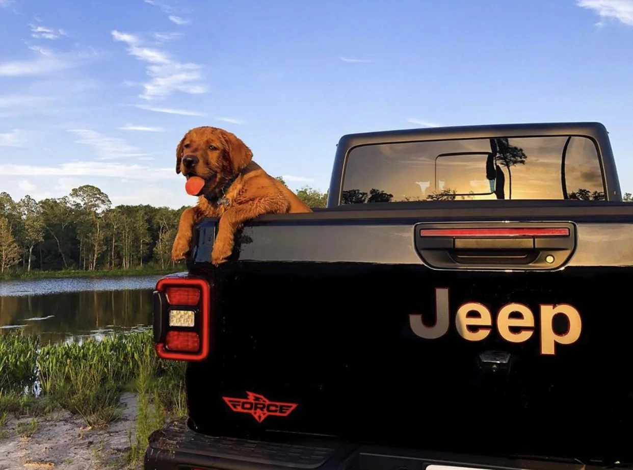 Jeep Gladiator Glad(iator) Dogs! Let's see 'em! 3CFAA922-71FF-4213-94A1-2E190E364783