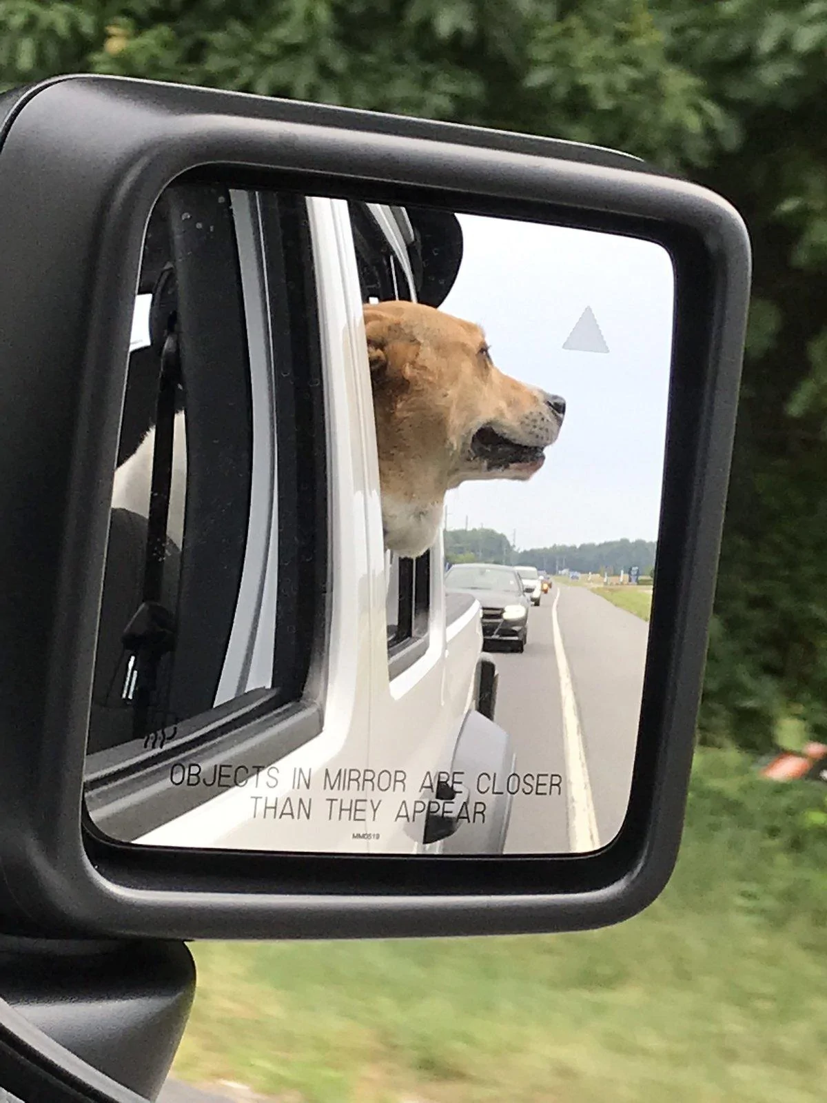 Jeep Gladiator Glad(iator) Dogs! Let's see 'em! 4CC77CE0-5F46-4CEE-9309-A8FA99CF3C57