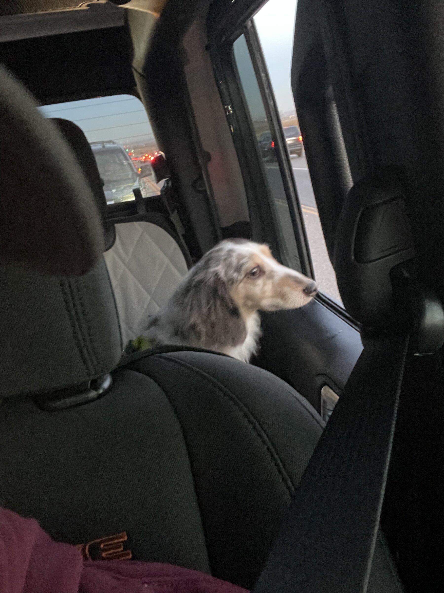 Jeep Gladiator Show me your furry Co-Pilots. B6885AE9-CB05-4982-8012-63C33FDF3DFE