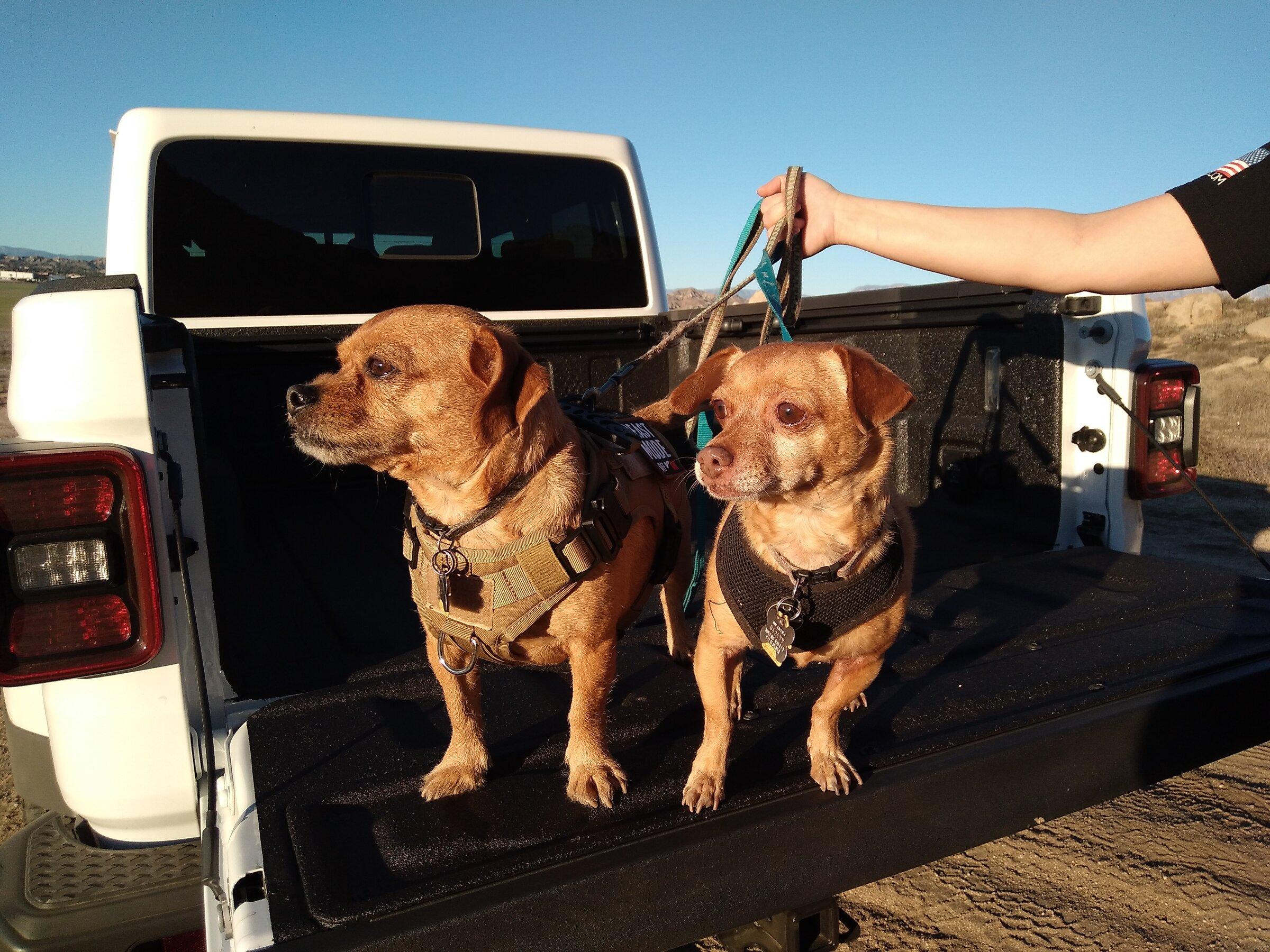 Jeep Gladiator Show me your furry Co-Pilots. pups