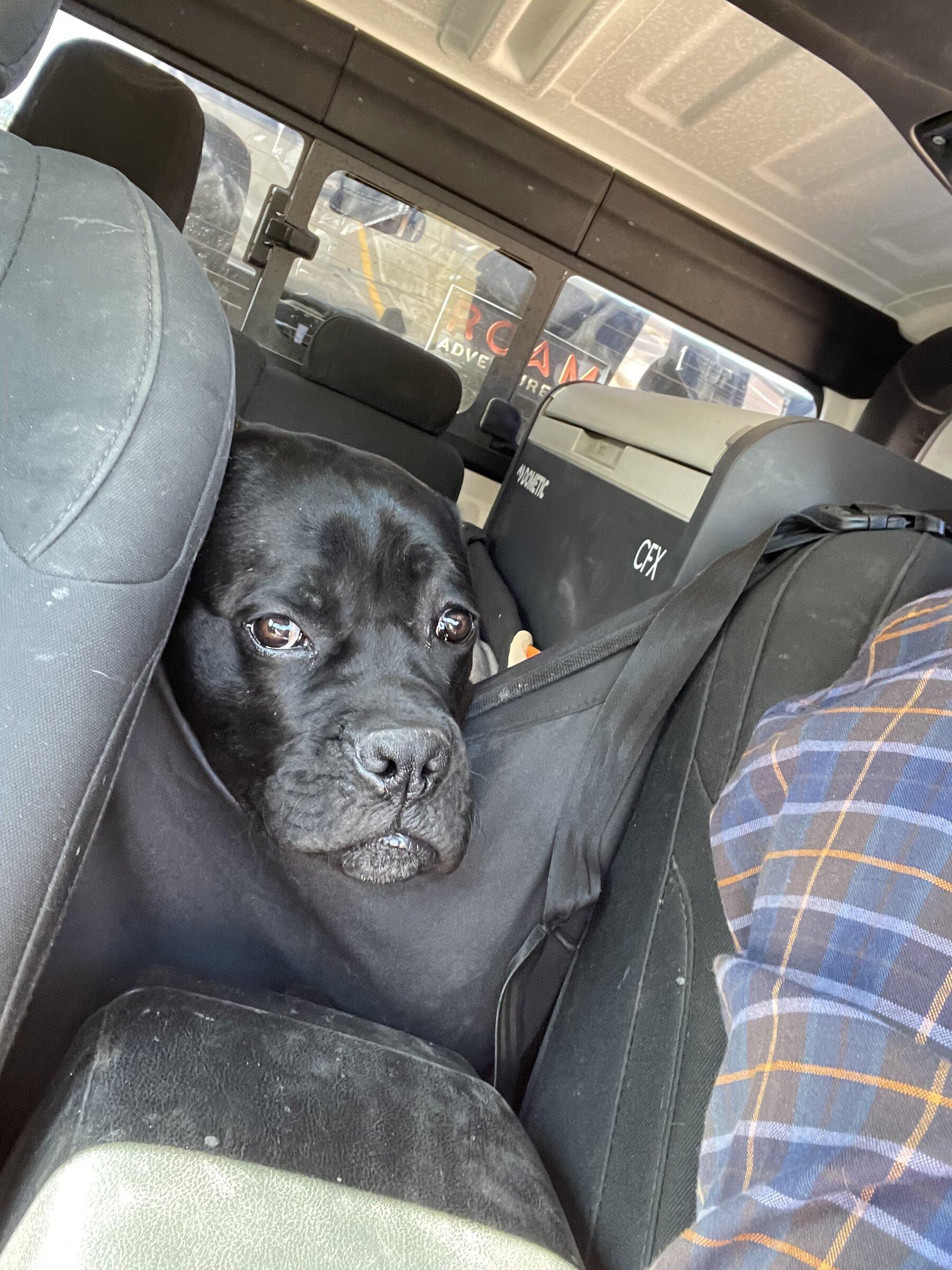 Jeep Gladiator Show me your furry Co-Pilots. 004566AB-C7F7-436F-9202-D2DE60406FBB