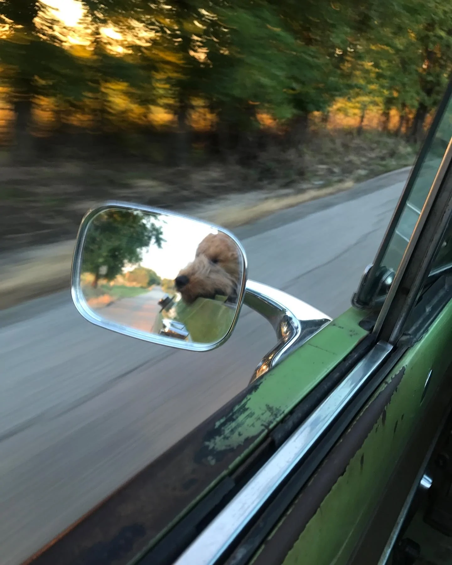 Jeep Gladiator Let’s see your pets cause they are the best companion you can have!!!!! AC683640-5505-43DF-B12F-9CD3C26AF00F