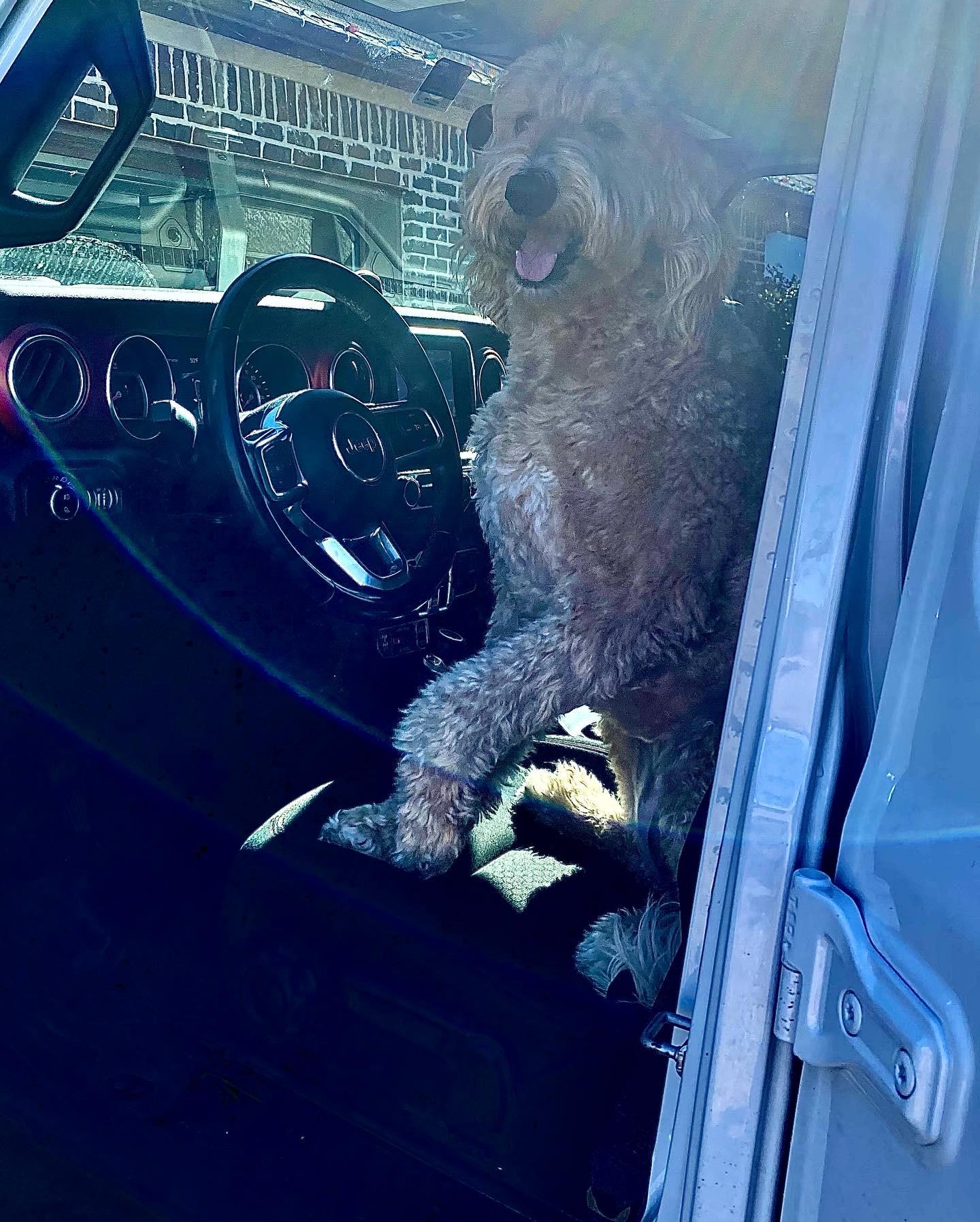 Jeep Gladiator Let’s see your pets cause they are the best companion you can have!!!!! 5DFED3A1-6E1F-48BF-9A39-E4338148F262