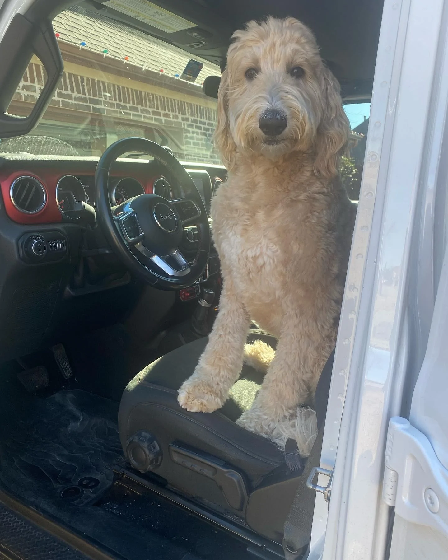 Jeep Gladiator Let’s see your pets cause they are the best companion you can have!!!!! 818281A3-E71F-4814-B512-1F69794FE34E