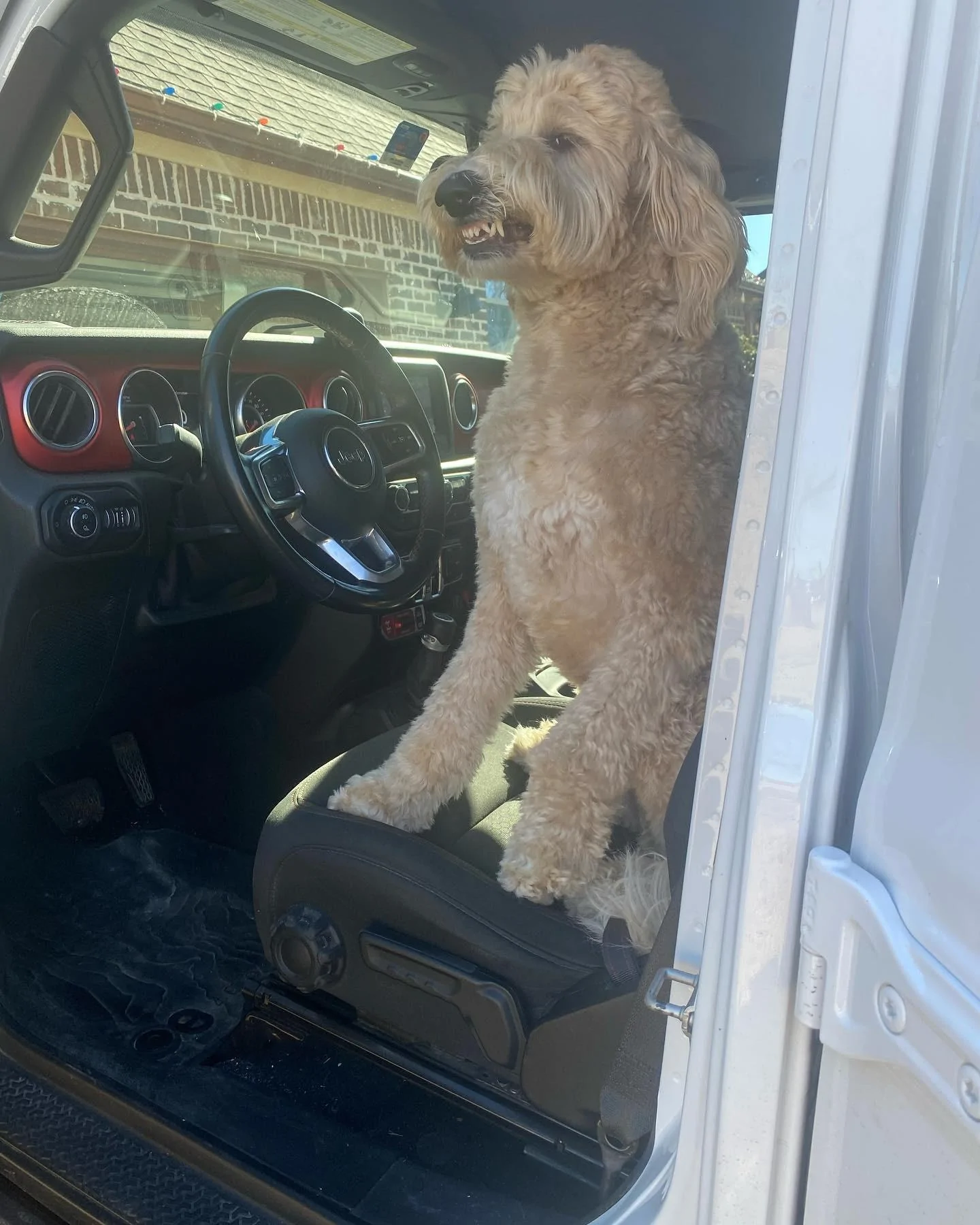 Jeep Gladiator Let’s see your pets cause they are the best companion you can have!!!!! 1288003B-2729-453D-BBB4-7832C5137101