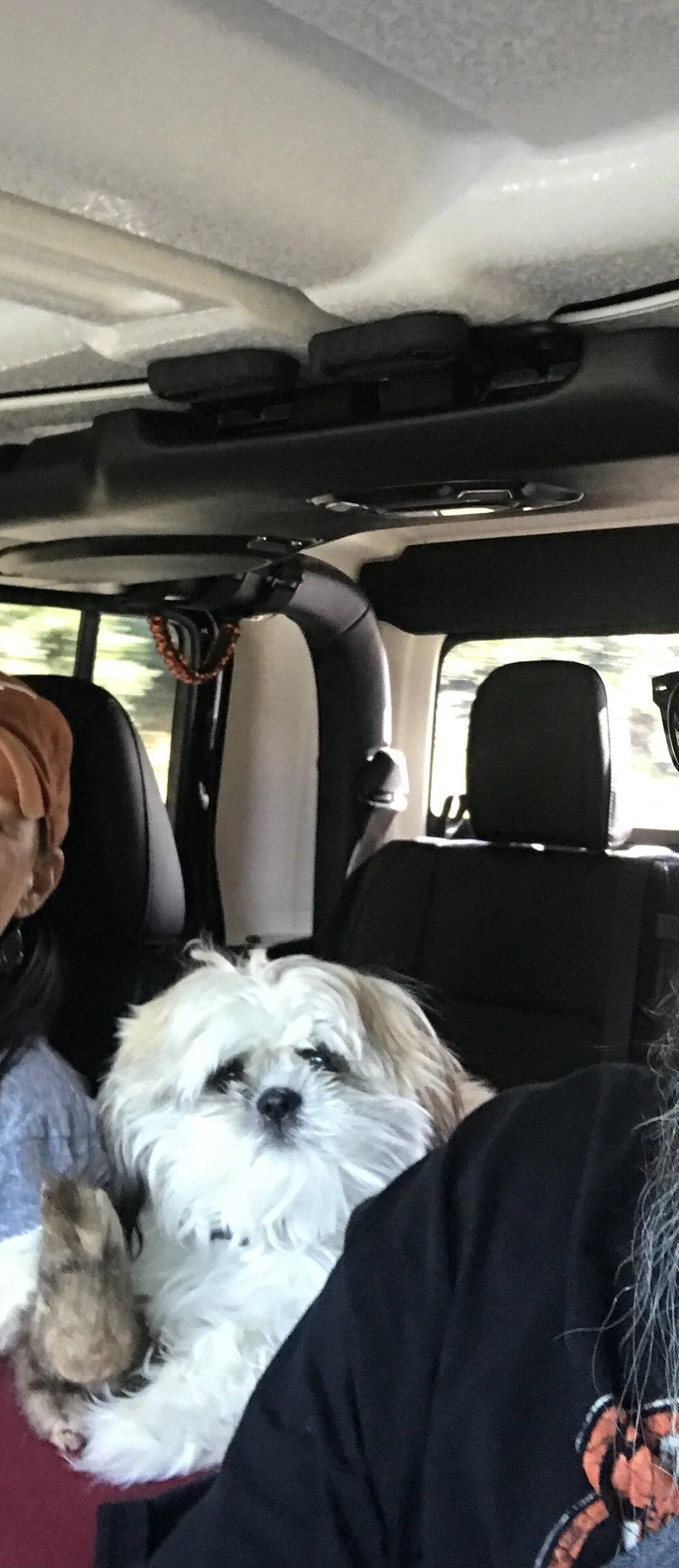 Jeep Gladiator Let’s see your pets cause they are the best companion you can have!!!!! 38561B9D-E6D2-4C4A-A9B9-DA751D7A853E