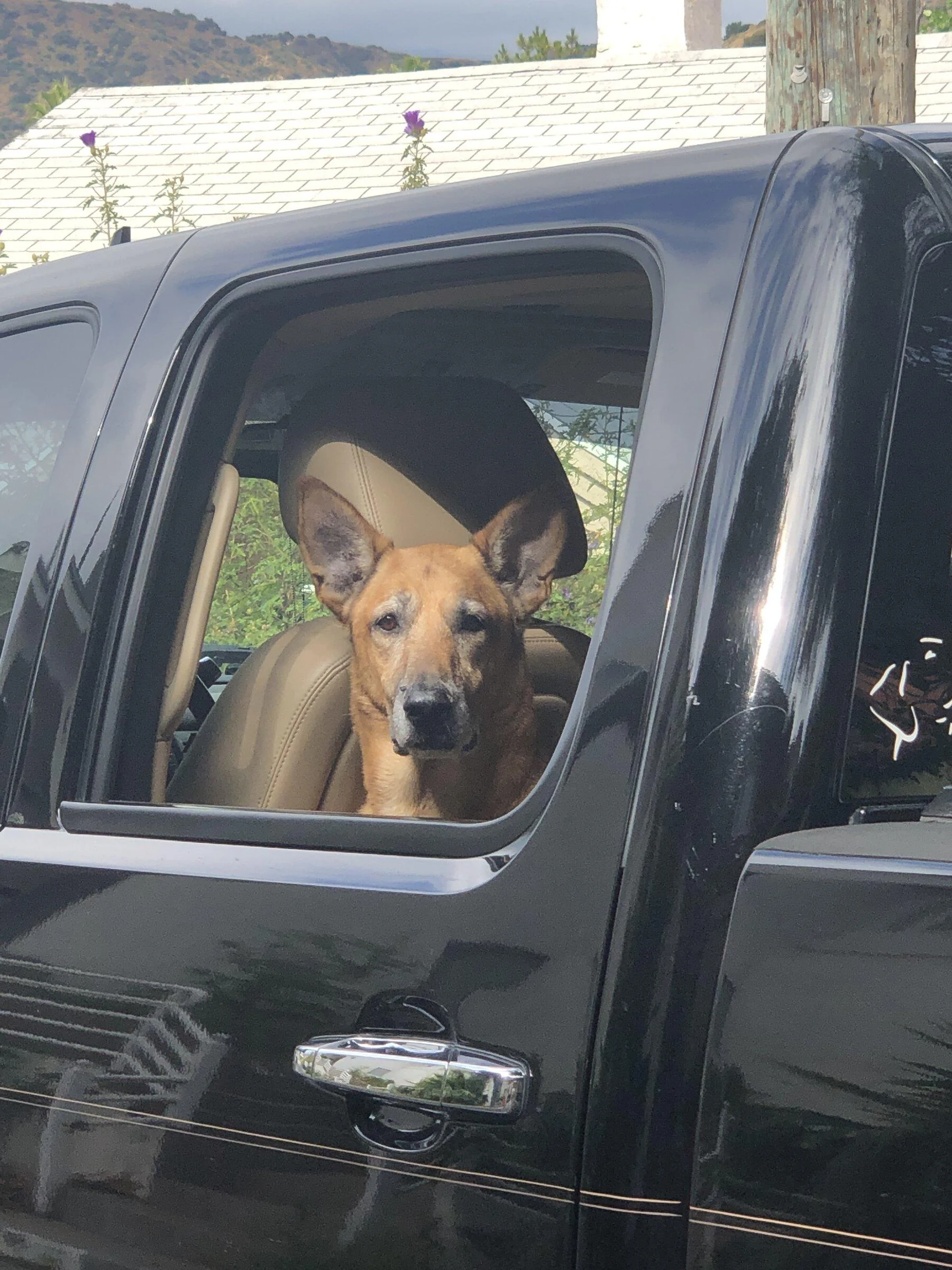 Jeep Gladiator Let’s see your pets cause they are the best companion you can have!!!!! 65EA126B-8ABE-46C0-920B-E49D8AA68718