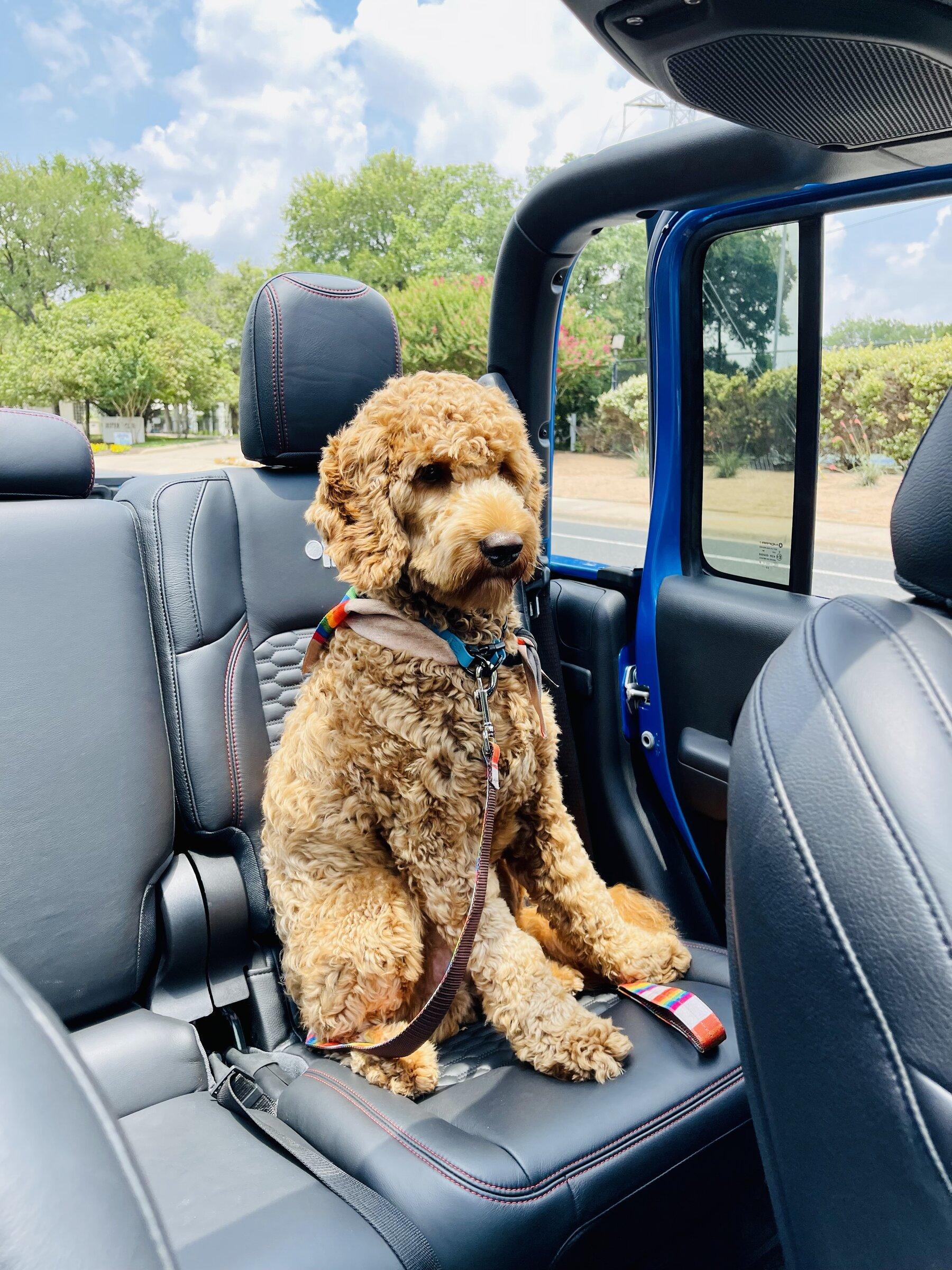 Jeep Gladiator Let’s see your pets cause they are the best companion you can have!!!!! D1A373C9-3AAA-4E84-9AE3-0A9BC508339E