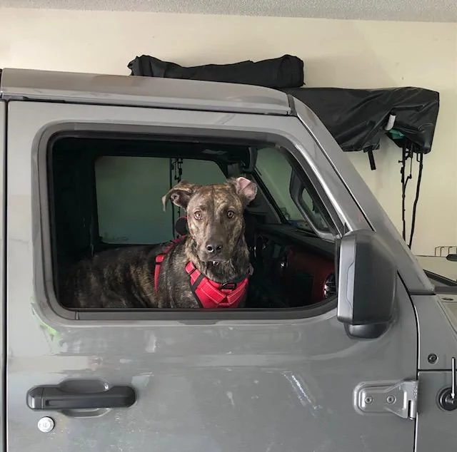 Jeep Gladiator Let’s see your pets cause they are the best companion you can have!!!!! IMG_0669