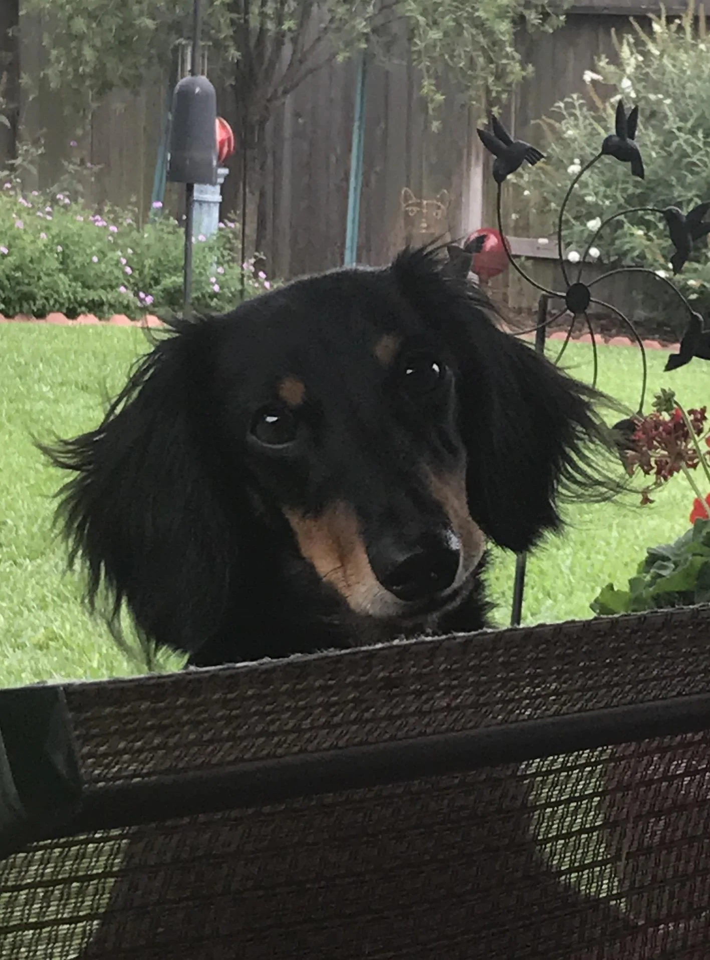 Jeep Gladiator Let’s see your pets cause they are the best companion you can have!!!!! 18-3 Jax & Bridget (2)
