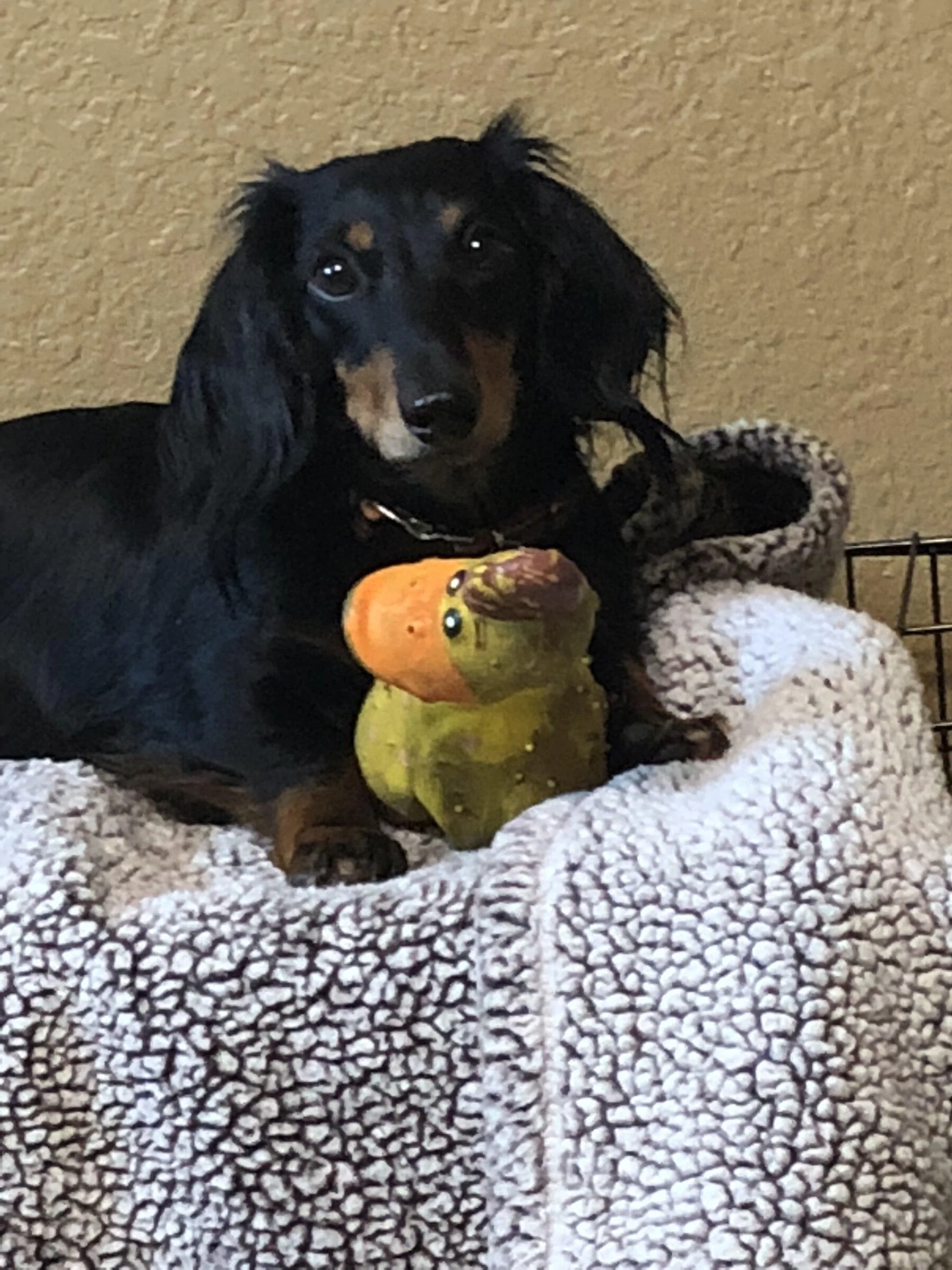 Jeep Gladiator Let’s see your pets cause they are the best companion you can have!!!!! Jax & Quacker