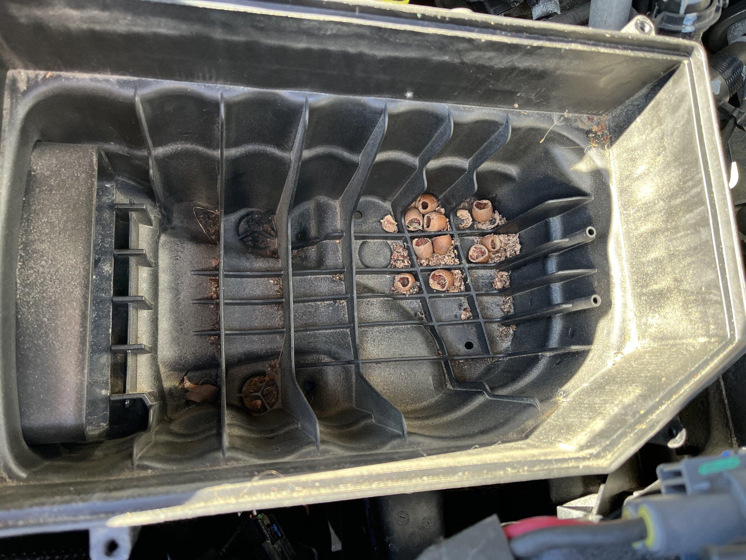 Jeep Gladiator Mice in air cleaner ?. 23DACFC0-E9B5-4189-B21E-DE431E6AE3E5