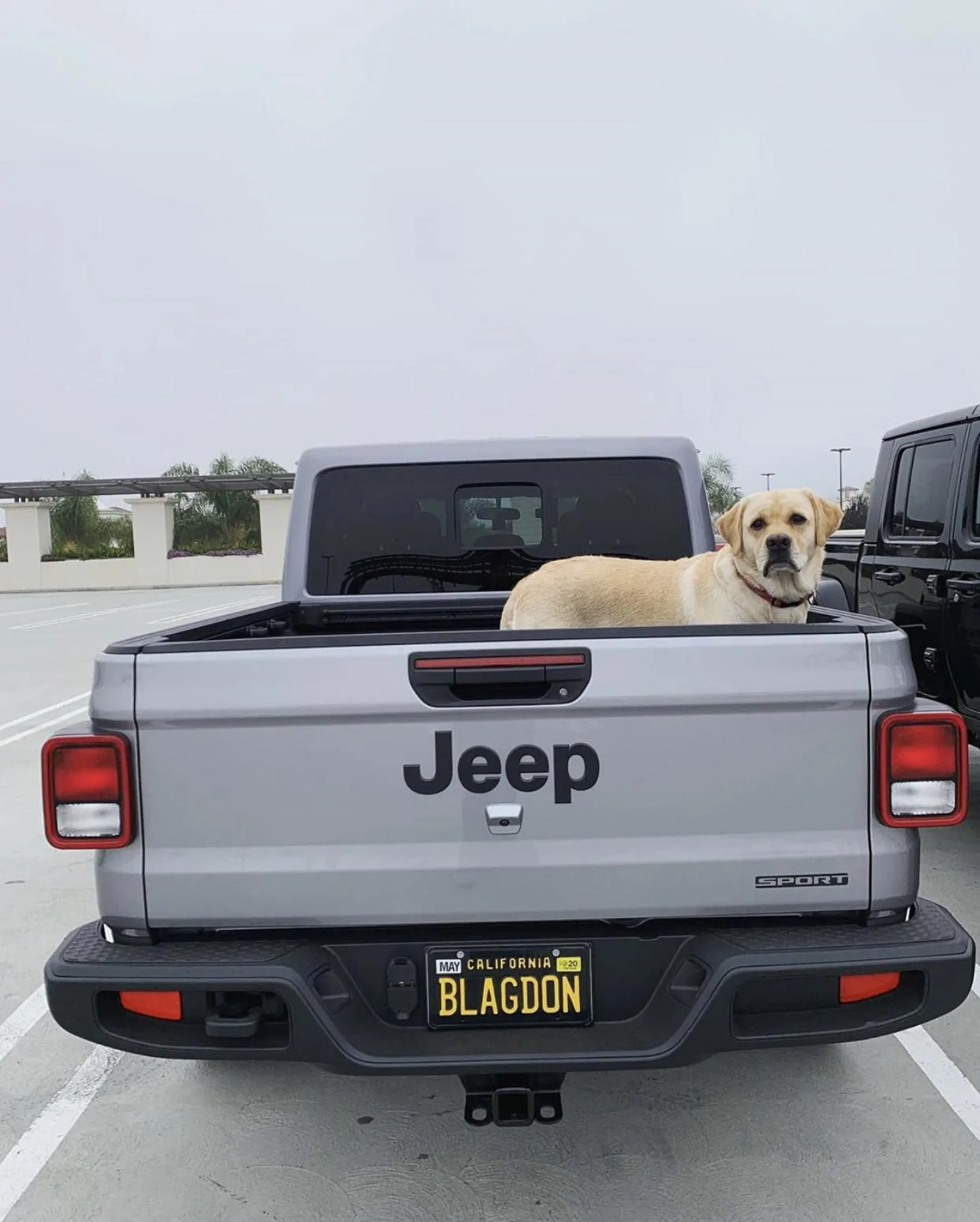 Jeep Gladiator Glad(iator) Dogs! Let's see 'em! E5AA9BEF-2926-41FA-9E8E-B64E9E83BC52