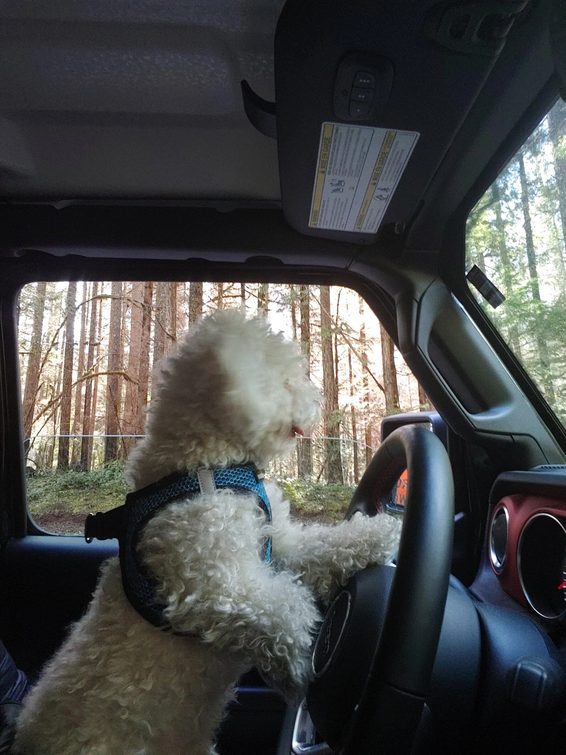 Jeep Gladiator Let’s see your pets cause they are the best companion you can have!!!!! 0326211301
