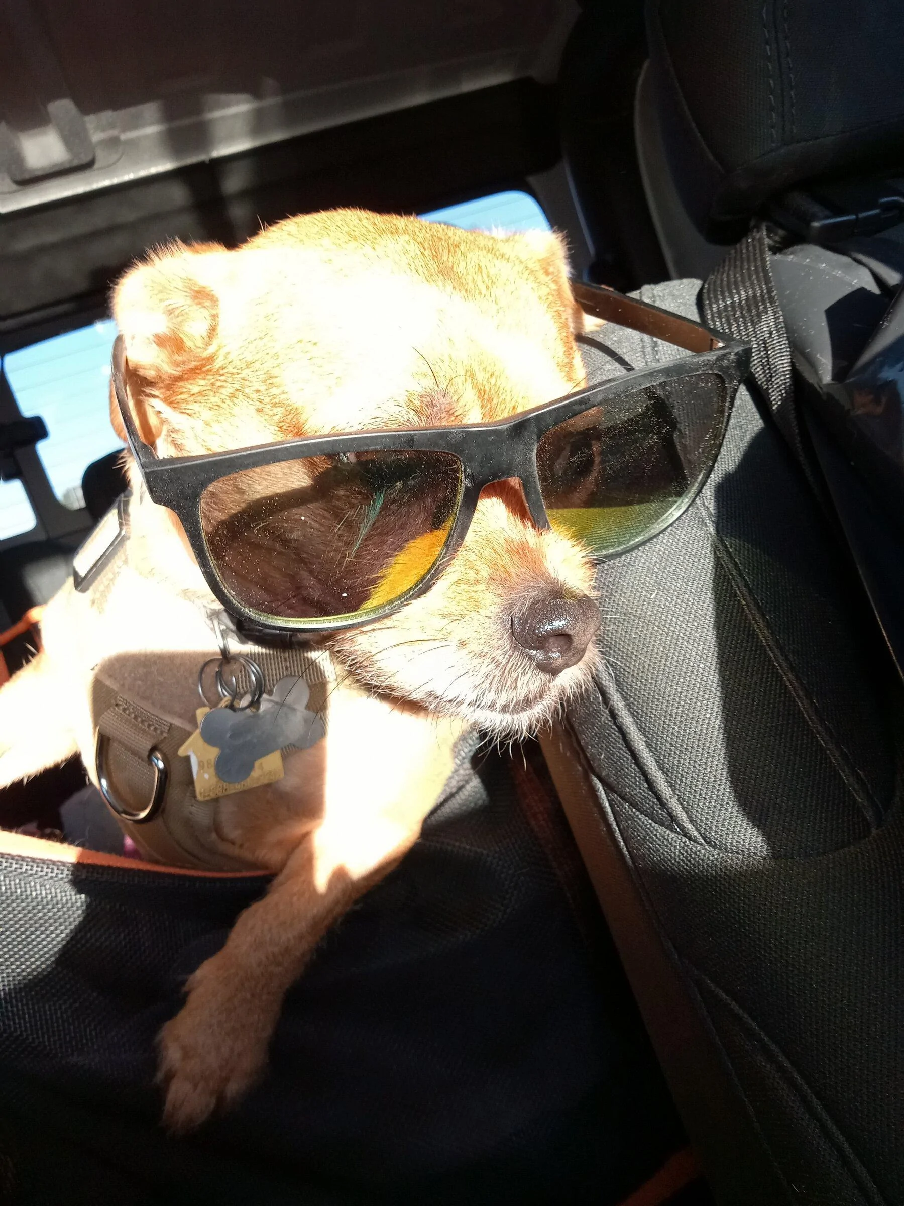 Jeep Gladiator Let’s see your pets cause they are the best companion you can have!!!!! walkersunglasses