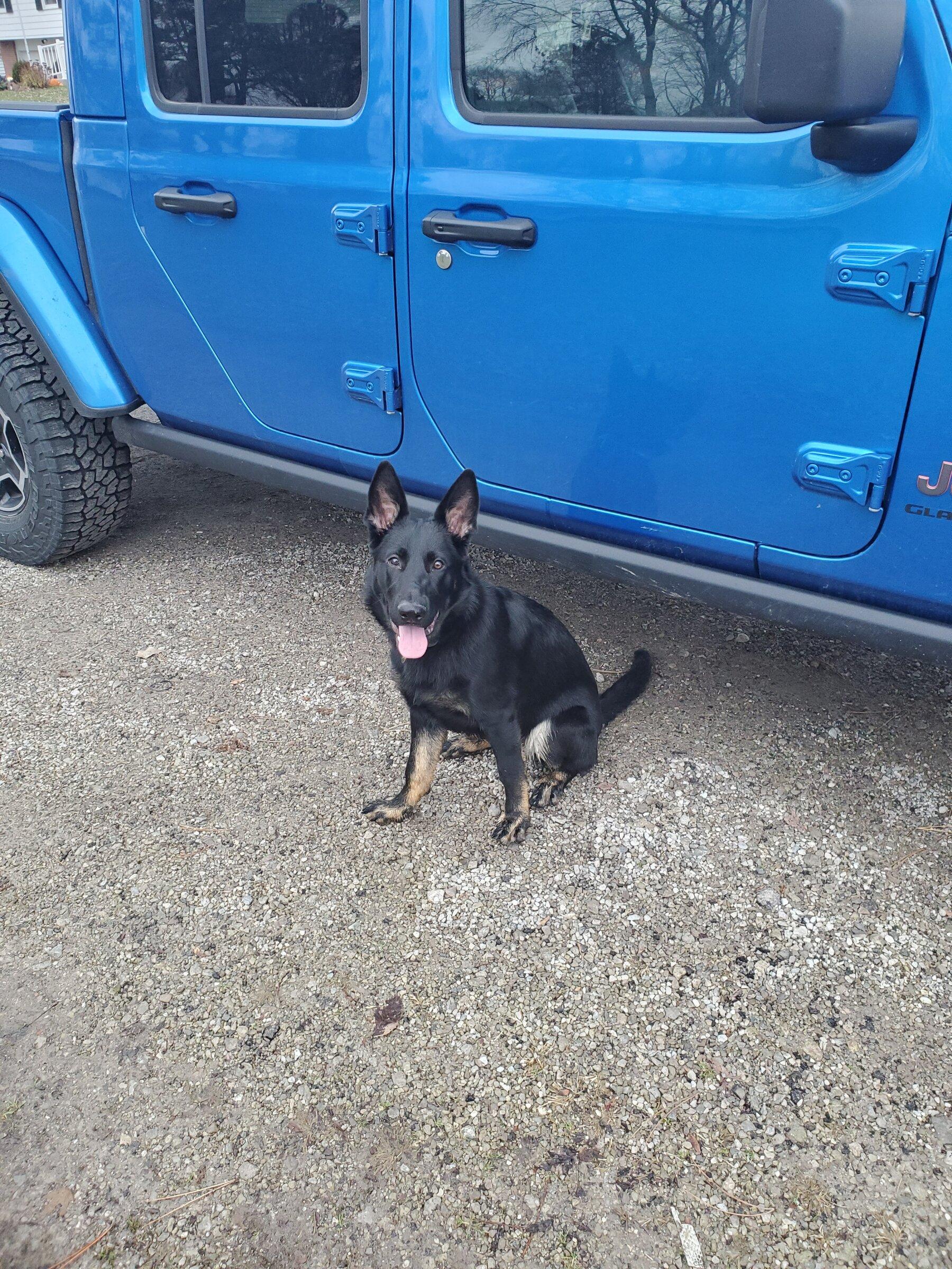 Jeep Gladiator Let’s see your pets cause they are the best companion you can have!!!!! 20211216_110503