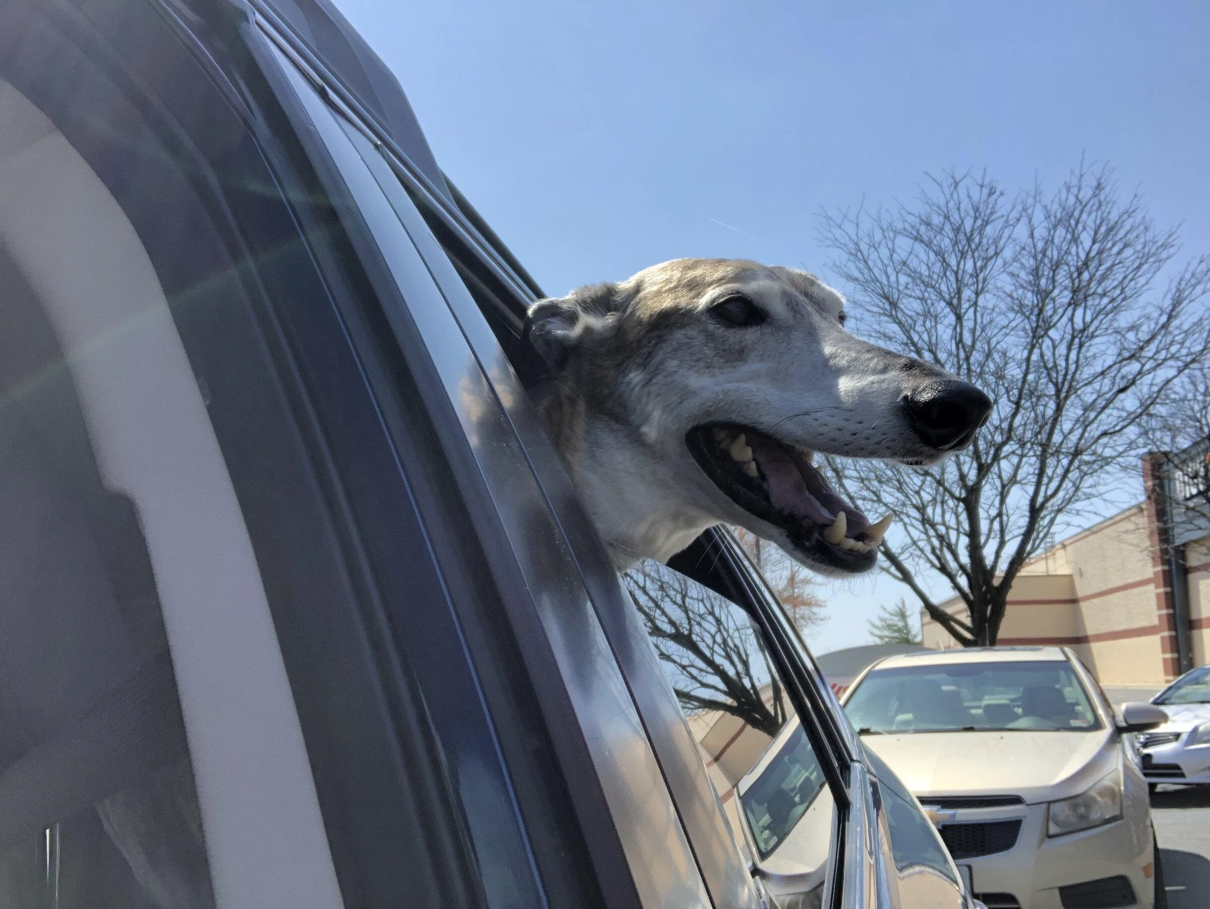 Jeep Gladiator Show me your furry Co-Pilots. E821B2E2-C6FC-4E11-82C3-C0C8EB78EDB7