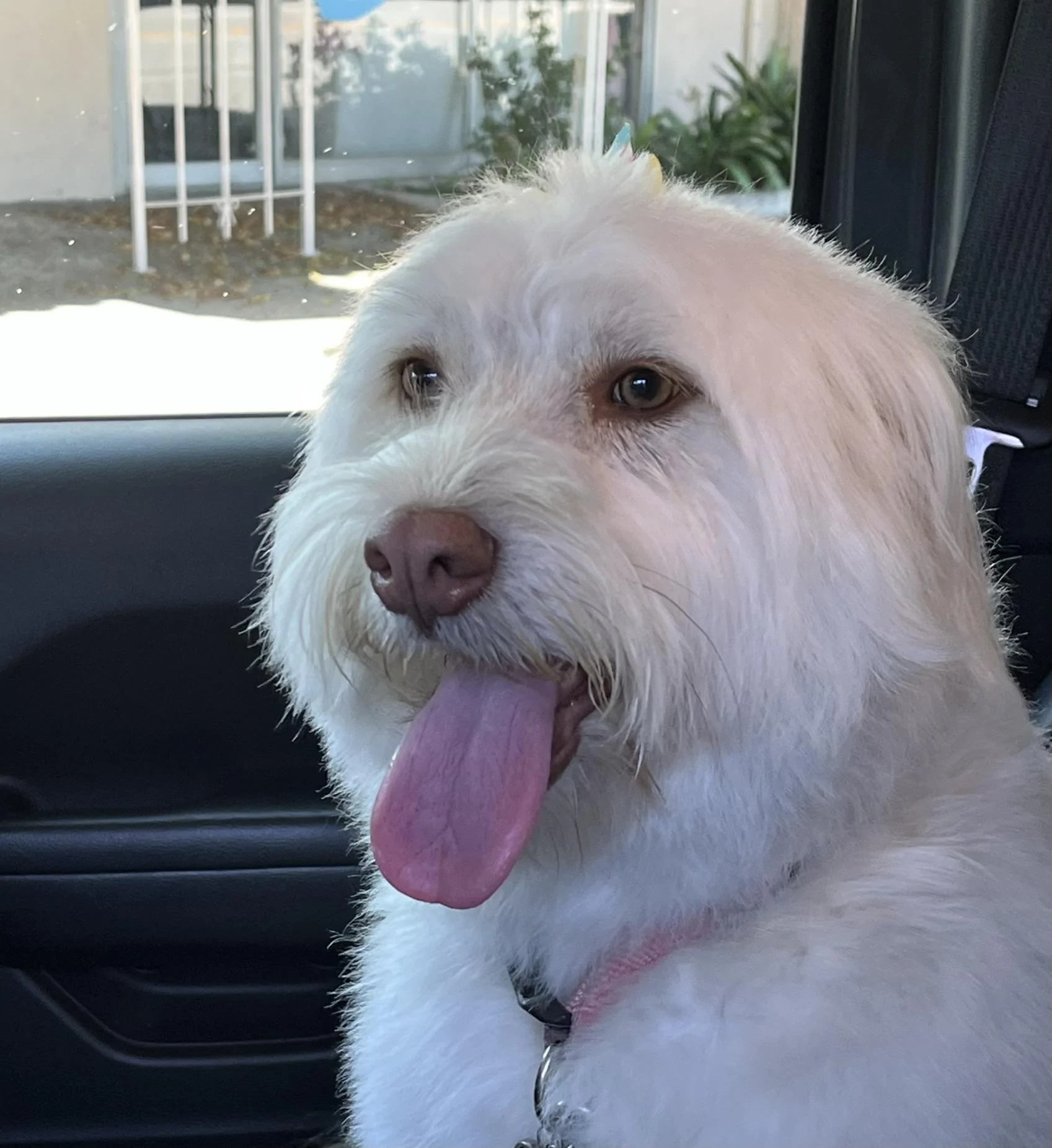 Jeep Gladiator Let’s see your pets cause they are the best companion you can have!!!!! 36D8EB64-2ACF-4A95-BEC7-CF364AACD927