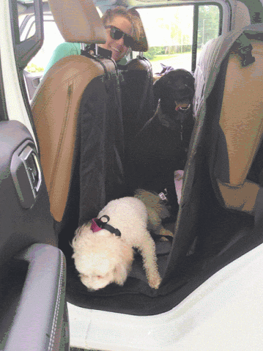 Jeep Gladiator More Dog Friendly 2019-07-14