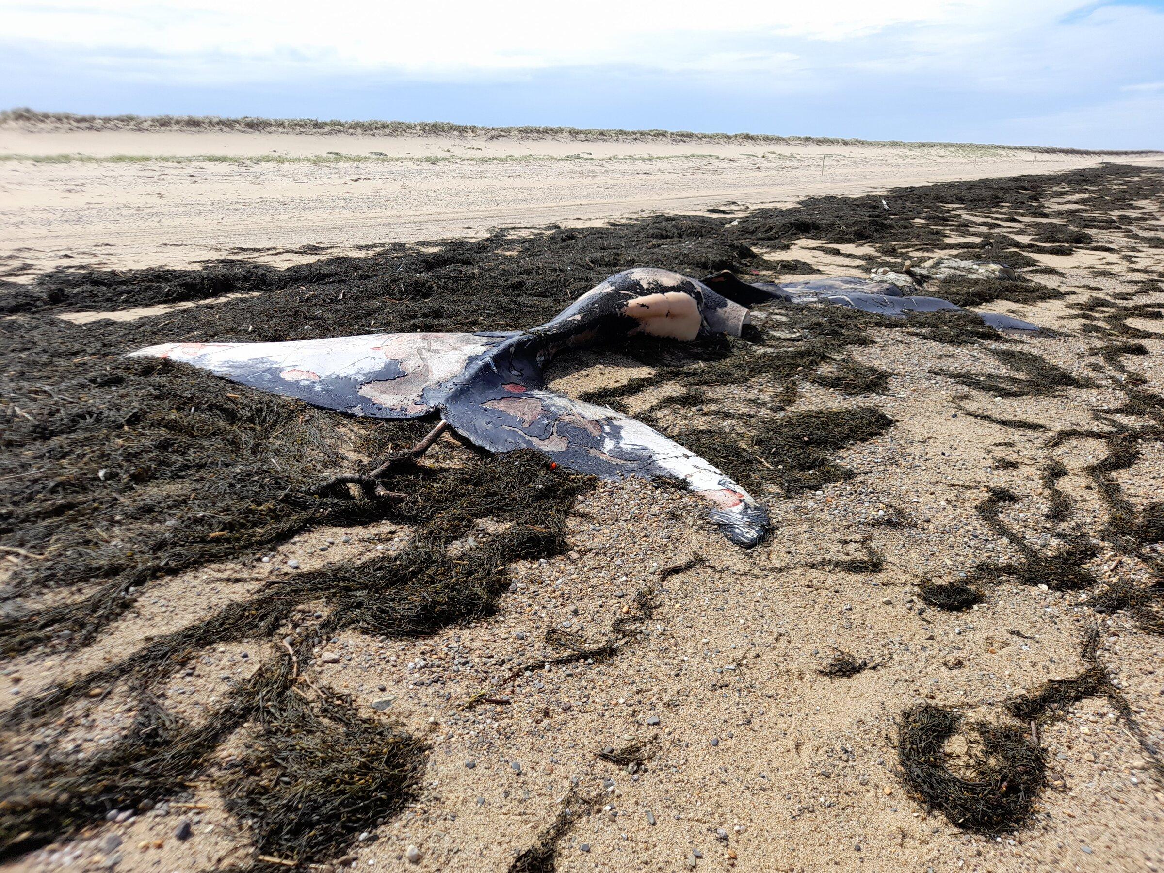 Jeep Gladiator Beach wheeling Cape Cod National Seashore! 20220510_104332