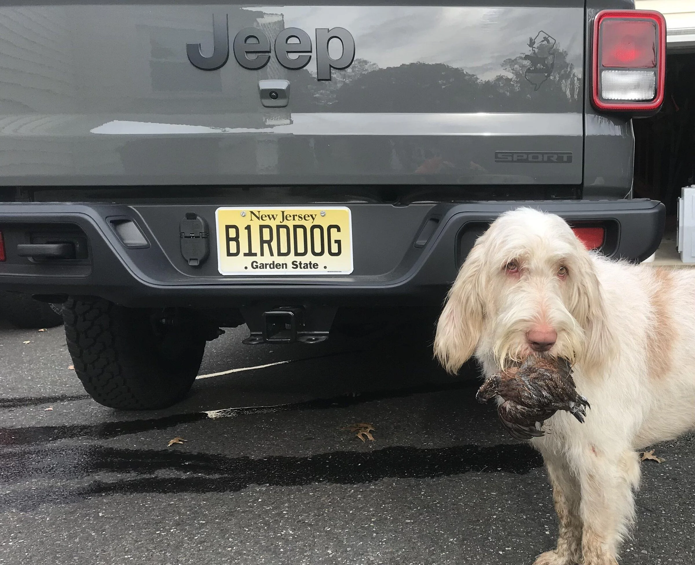 Jeep Gladiator Let's See Your Personalized Plates D46956A3-ADD6-42B6-AD99-D38DAC074093