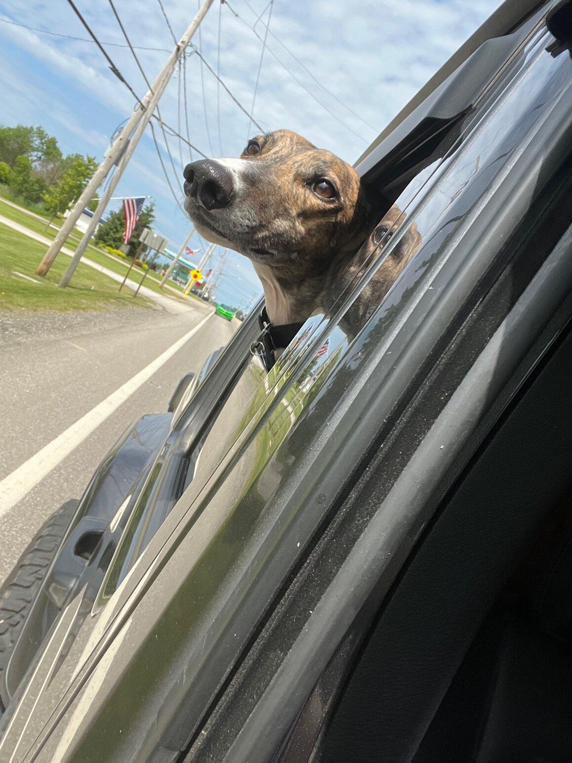 Jeep Gladiator Let’s see your pets cause they are the best companion you can have!!!!! IMG_1449