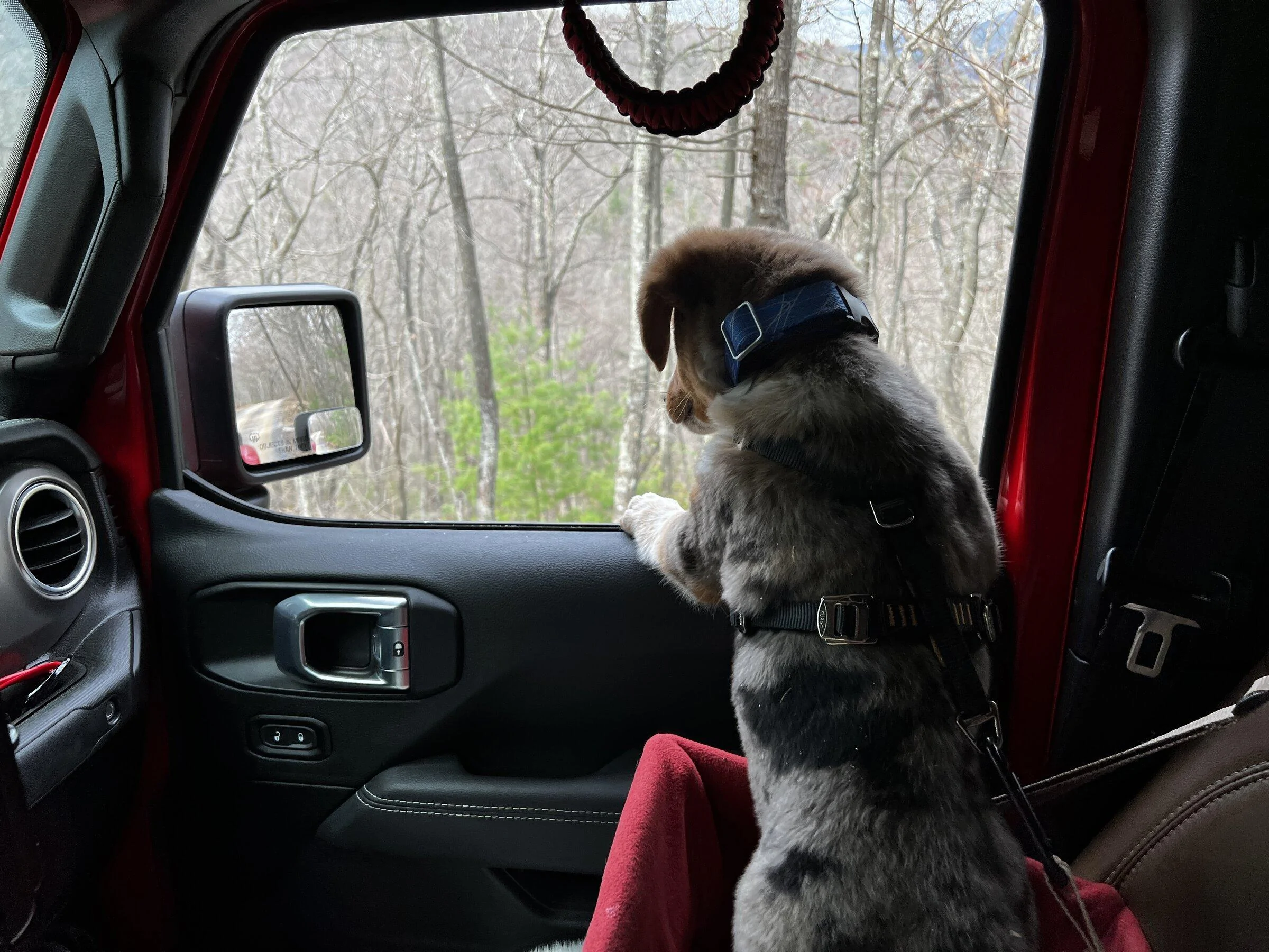 Jeep Gladiator Let’s see your pets cause they are the best companion you can have!!!!! EC649622-8A85-4C97-B51E-A34836075DB6