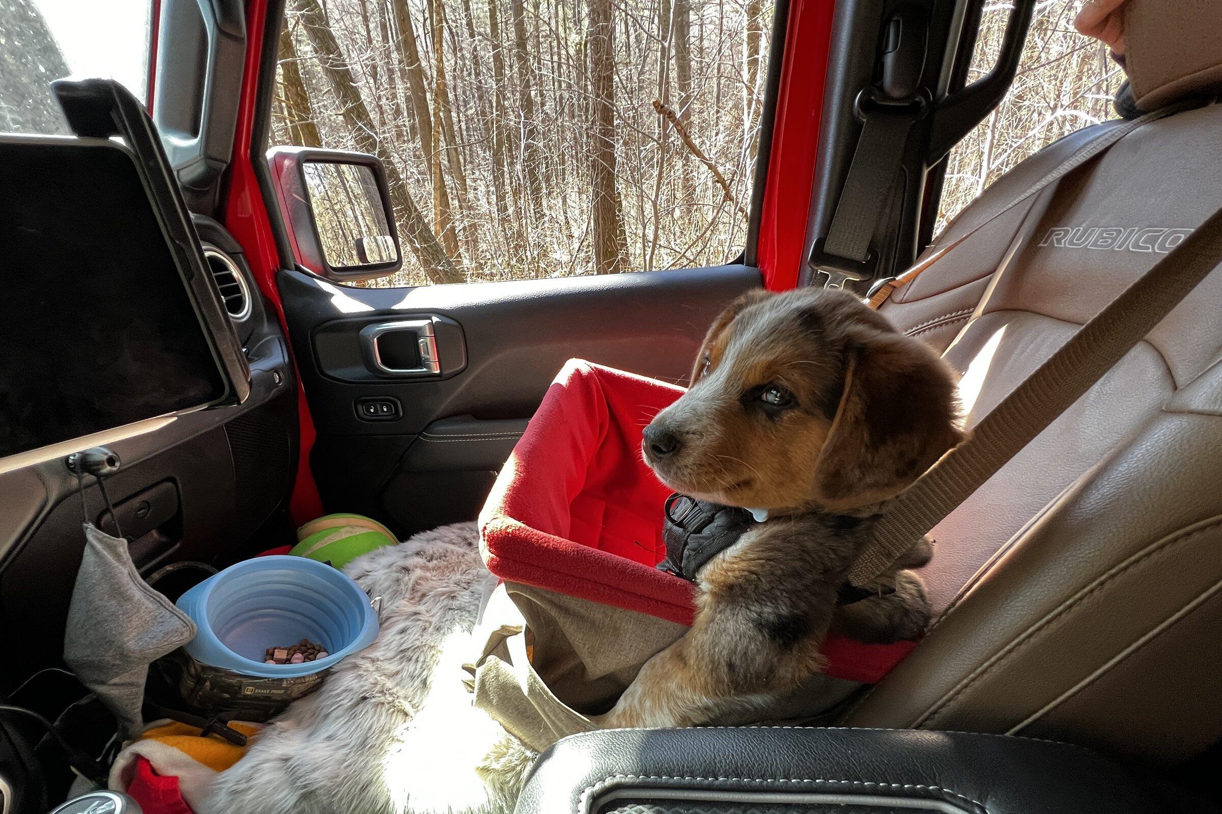 Jeep Gladiator Let’s see your pets cause they are the best companion you can have!!!!! C340A40A-AB78-4645-BC21-D38BA283B373