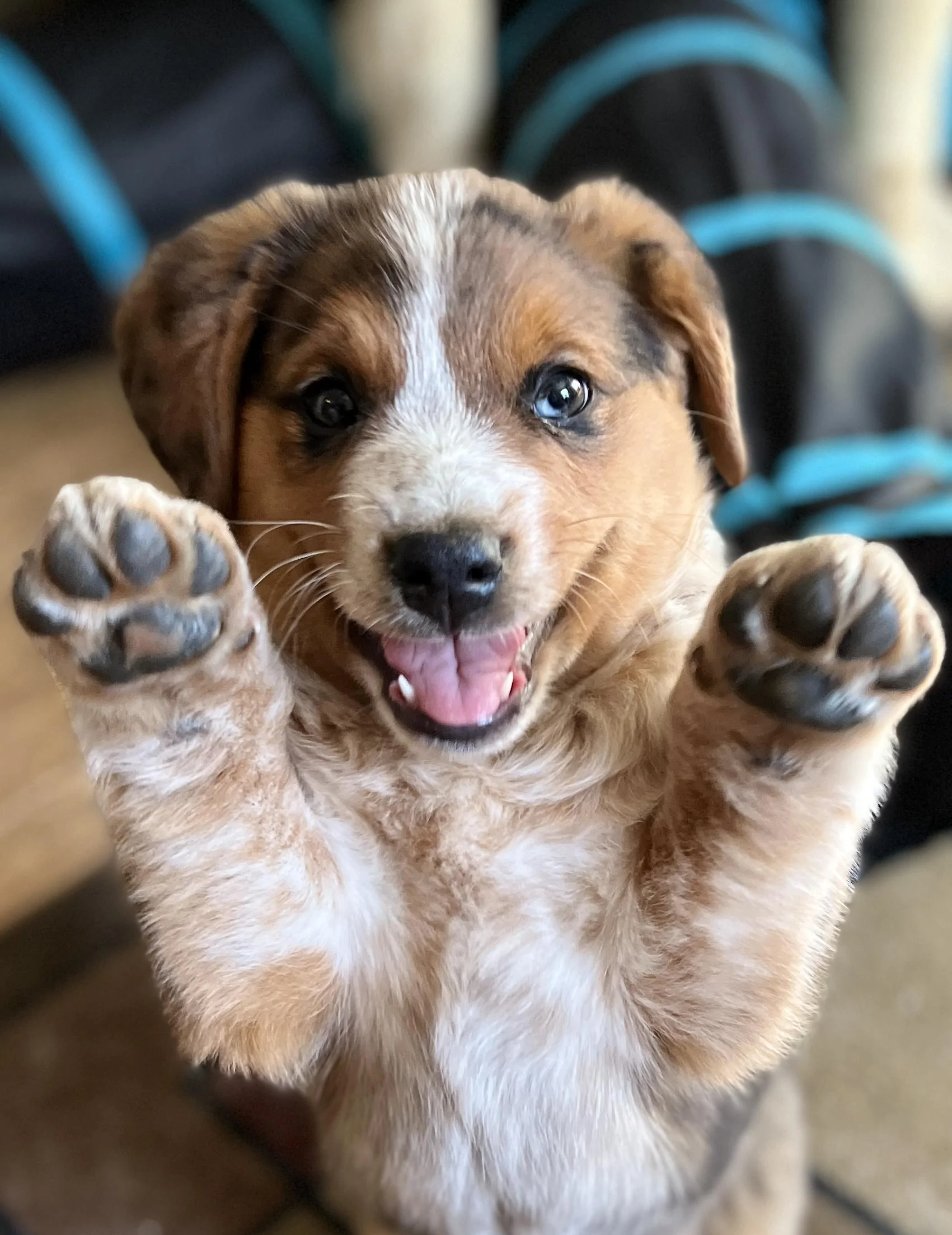 Jeep Gladiator Let’s see your pets cause they are the best companion you can have!!!!! D3C5CD02-05F4-4862-9574-B06E6F981F71