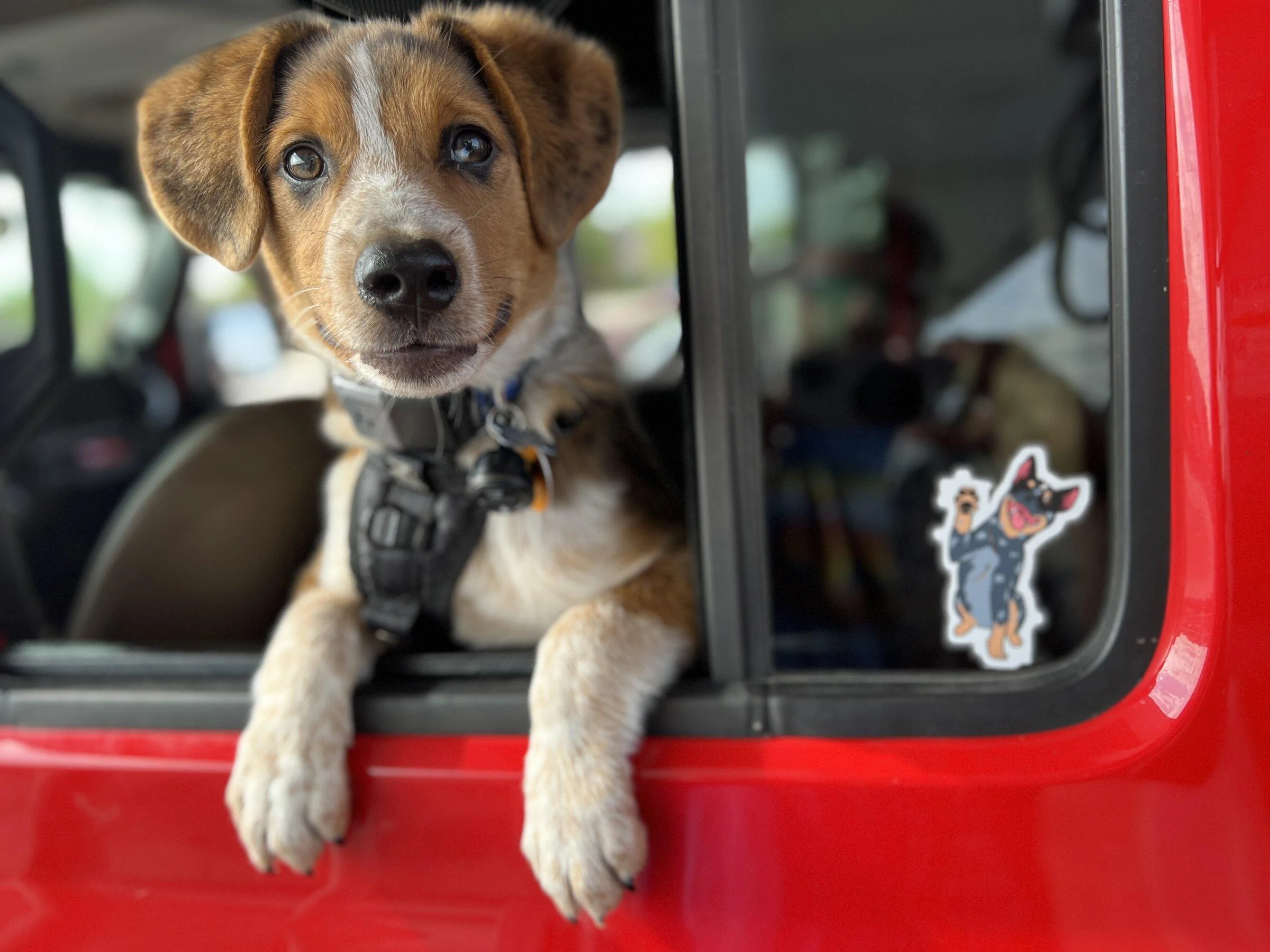 Jeep Gladiator Let’s see your pets cause they are the best companion you can have!!!!! 26DB0357-5A2C-4E10-B3B8-780D16891067