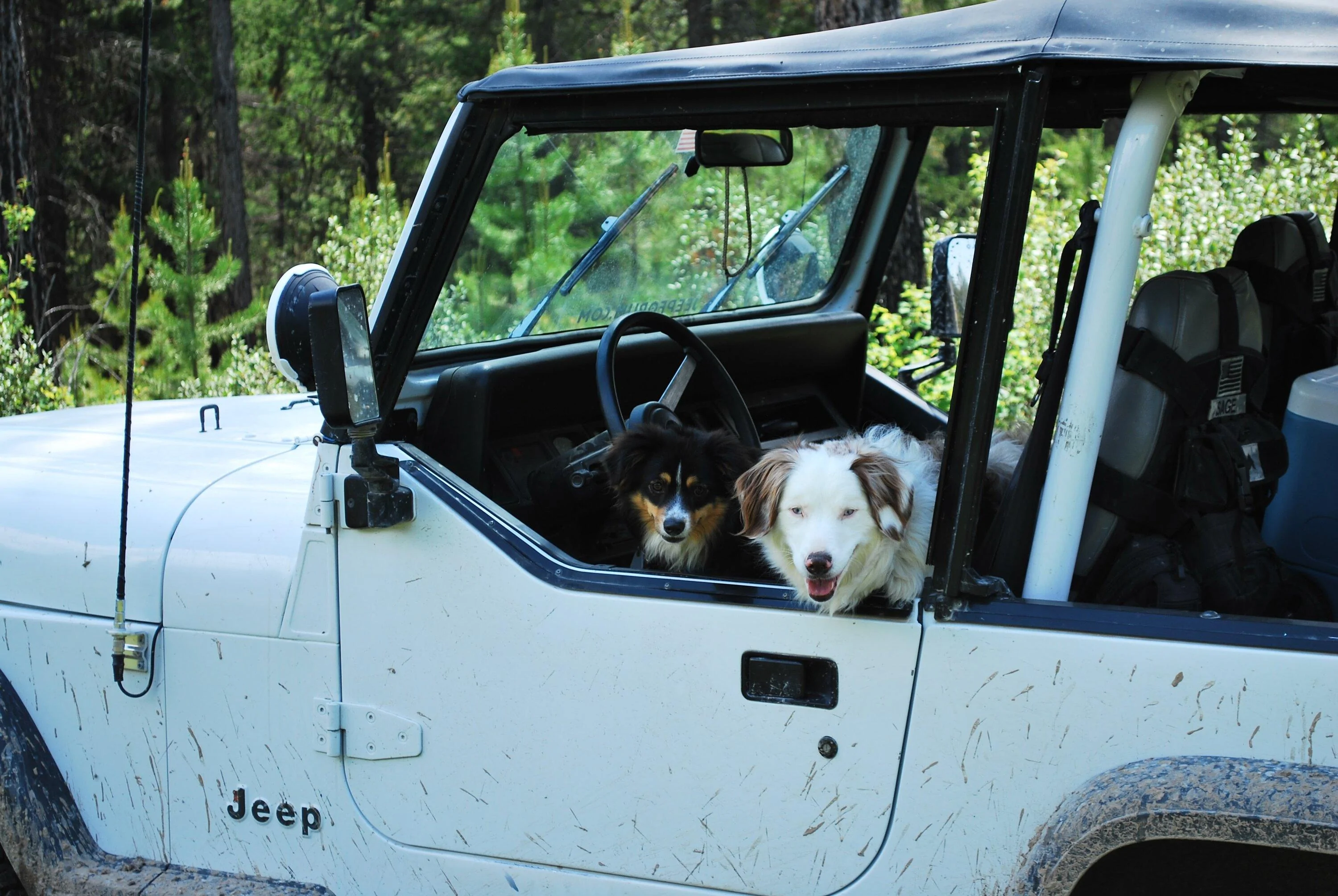 Jeep Gladiator Let’s see your pets cause they are the best companion you can have!!!!! DSC_1009