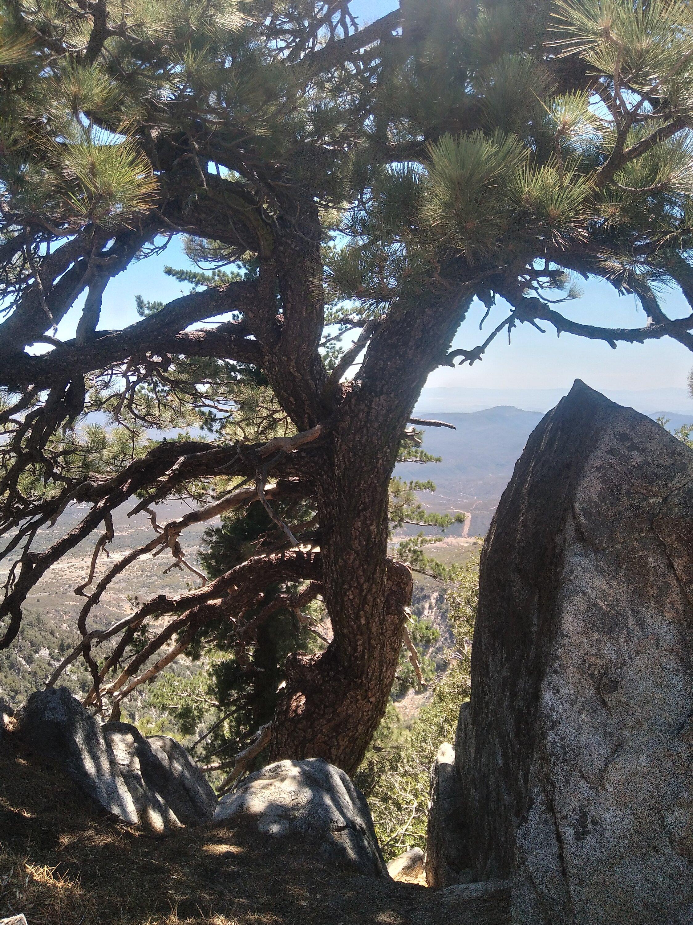 Jeep Gladiator Mt.Thomas\Idyllwild(So Cal) pineview