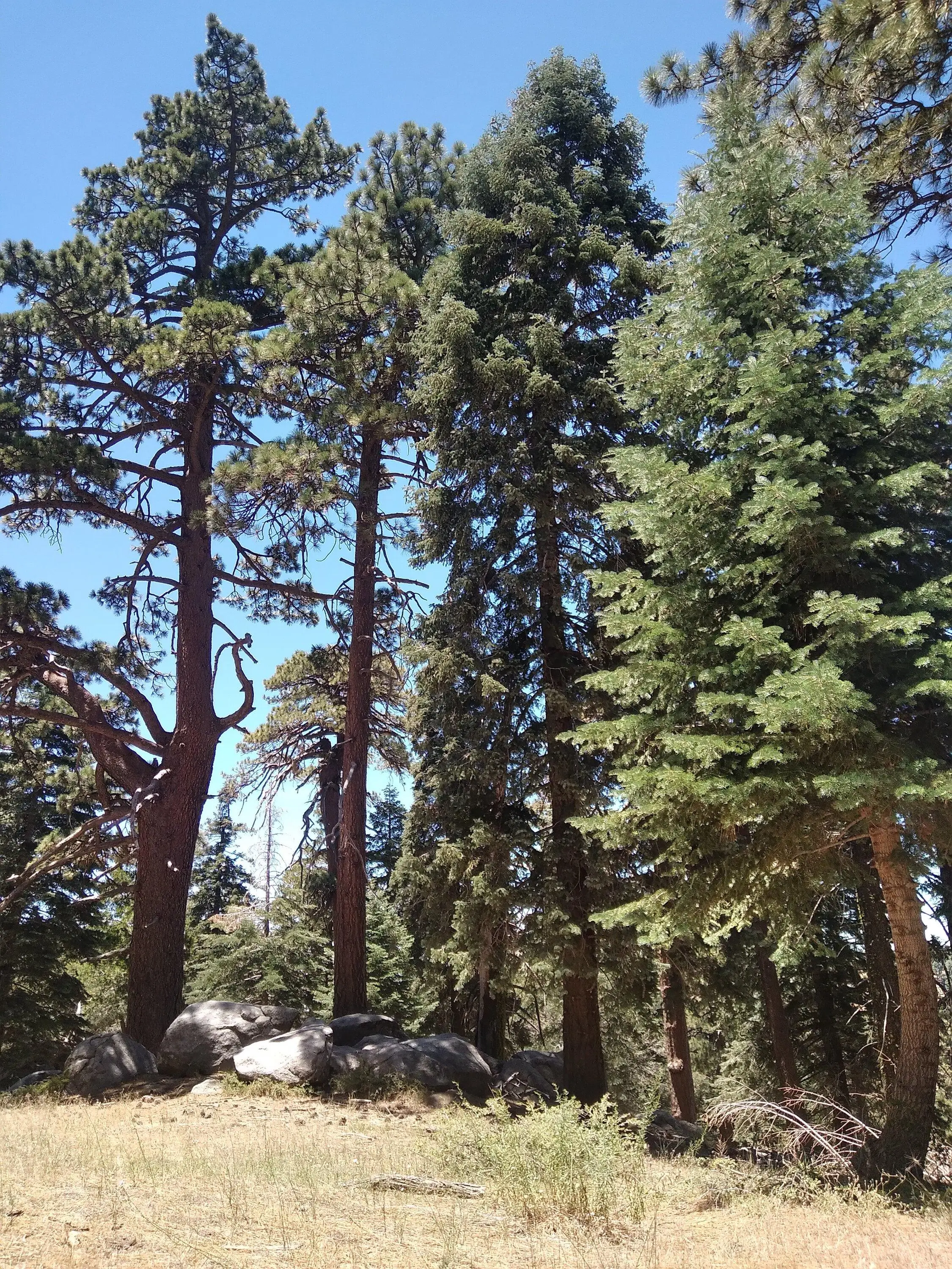 Jeep Gladiator Mt.Thomas\Idyllwild(So Cal) pines