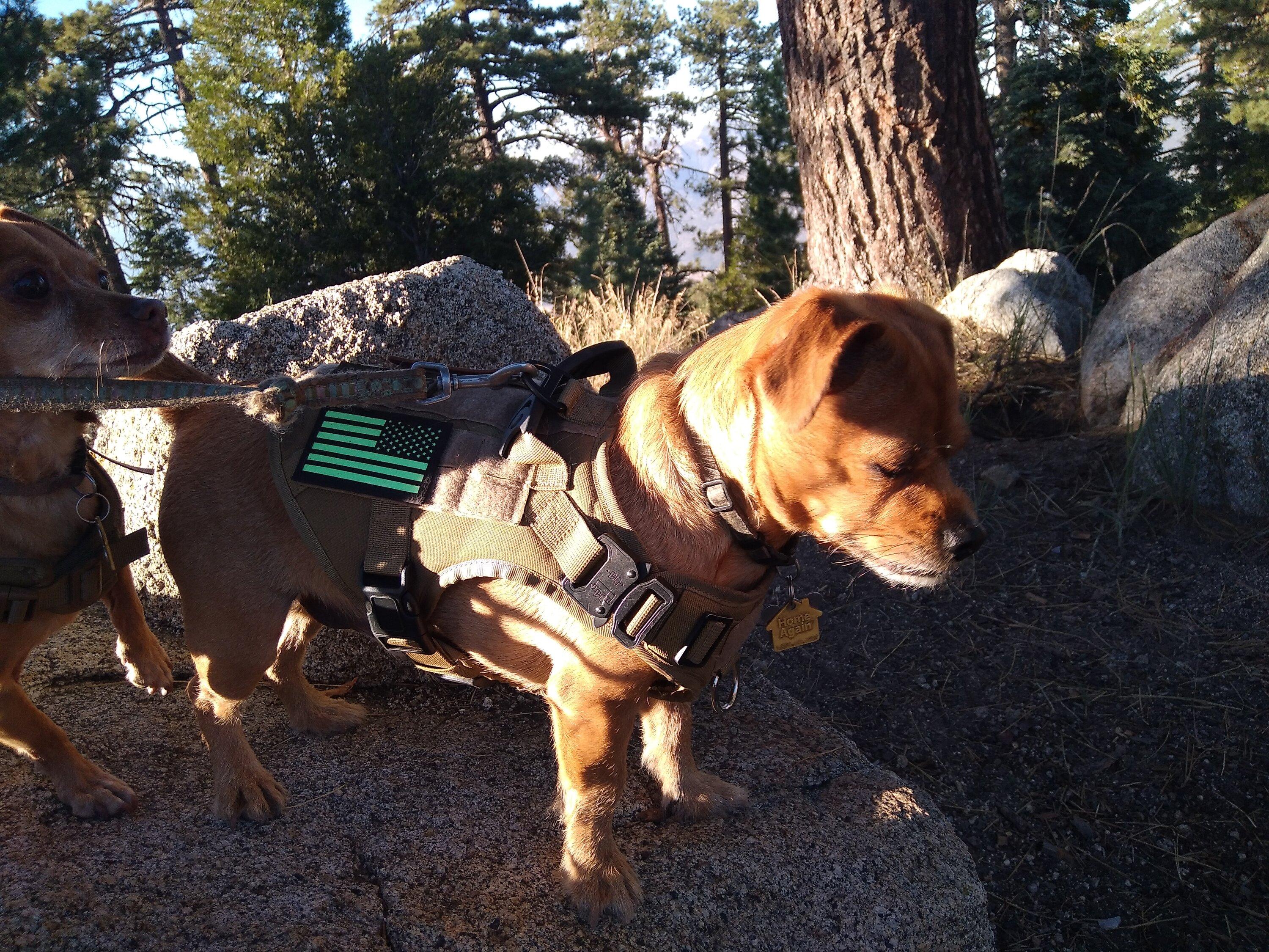 Jeep Gladiator Mt.Thomas\Idyllwild(So Cal) pups