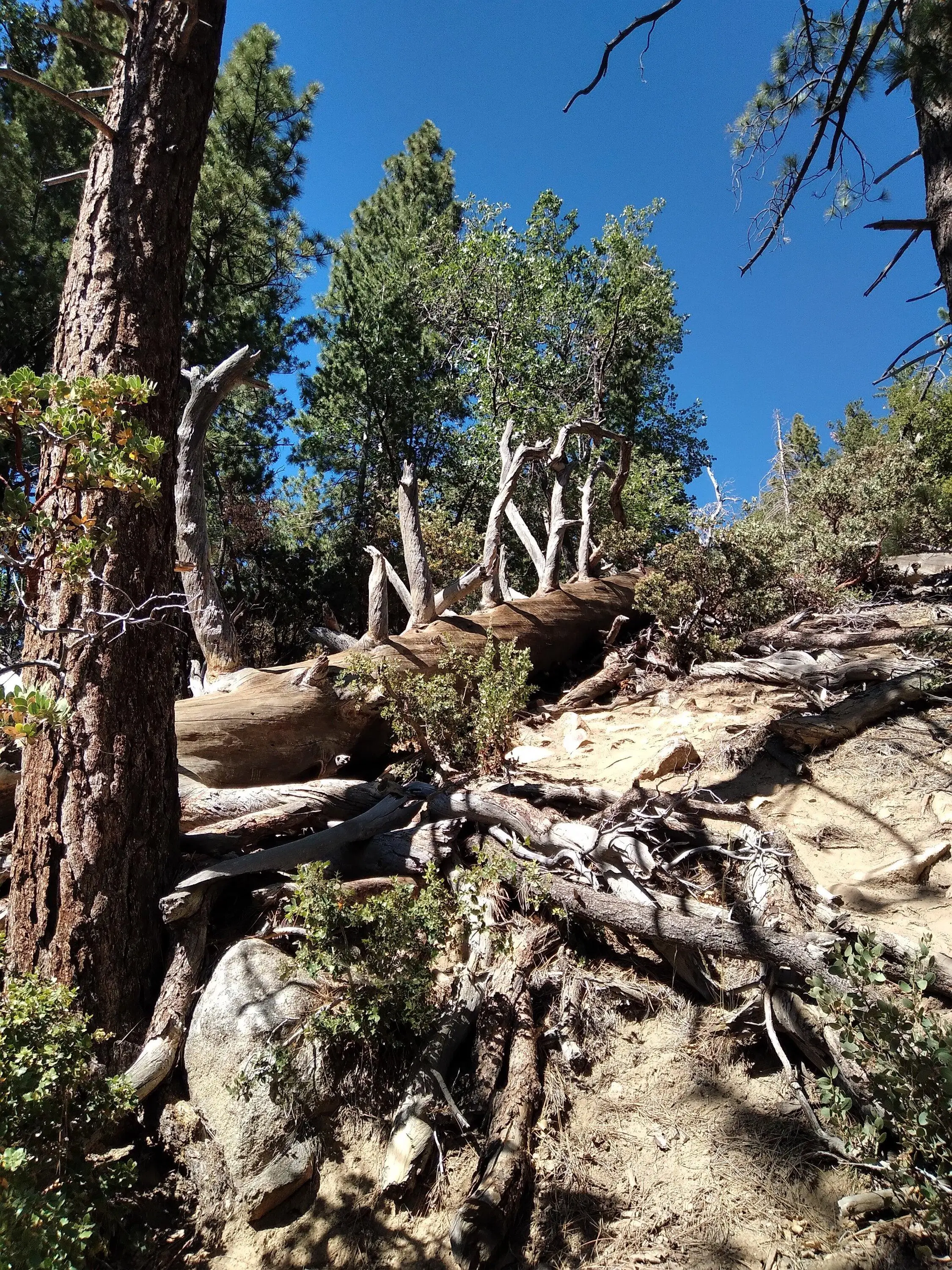 Jeep Gladiator Mt.Thomas\Idyllwild(So Cal) erniemax