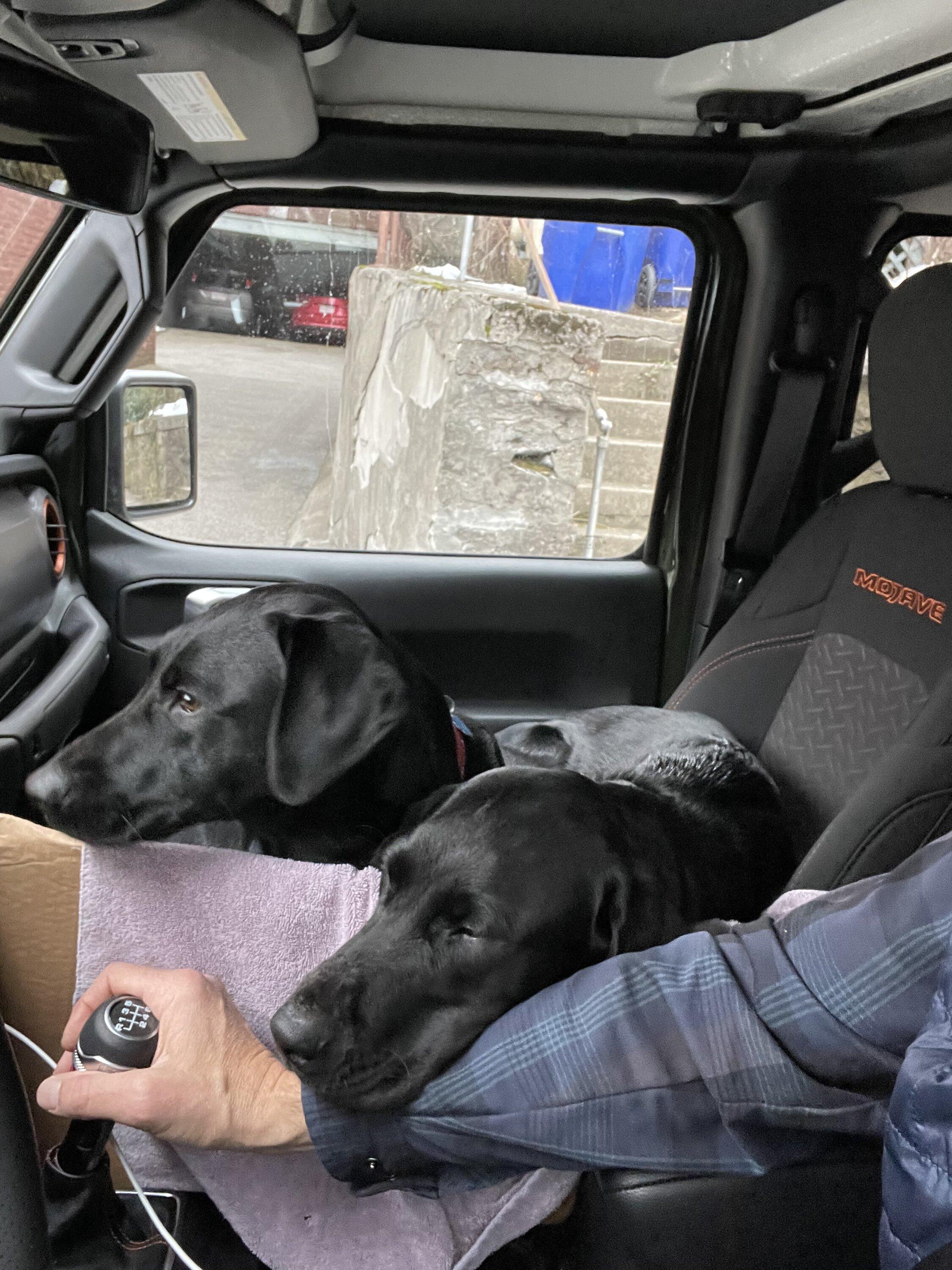 Jeep Gladiator Let’s see your pets cause they are the best companion you can have!!!!! 1657425502683
