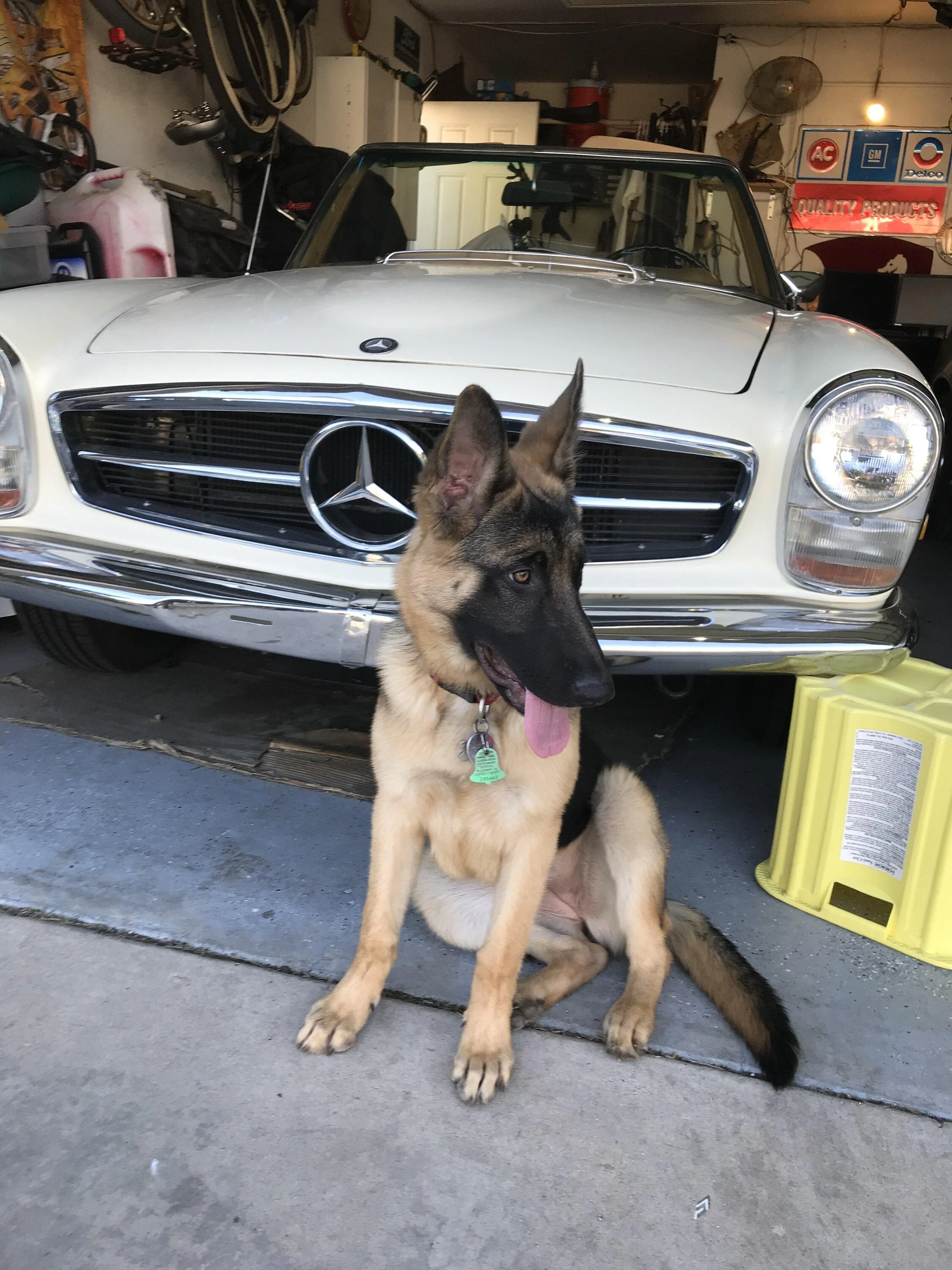 Jeep Gladiator Let’s see your pets cause they are the best companion you can have!!!!! tempImageDREuB