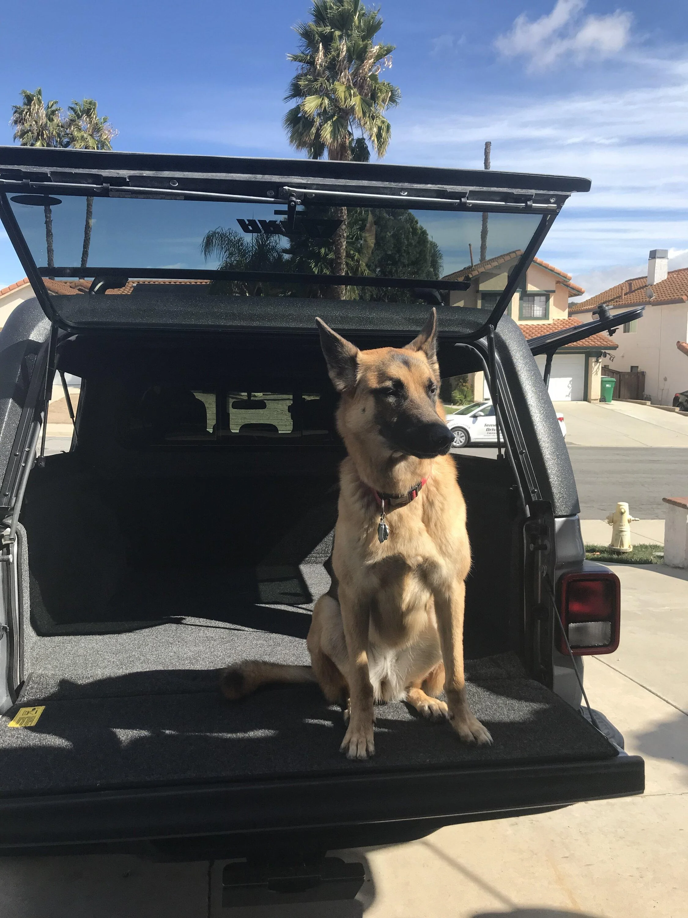 Jeep Gladiator Let’s see your pets cause they are the best companion you can have!!!!! tempImageXsFePE