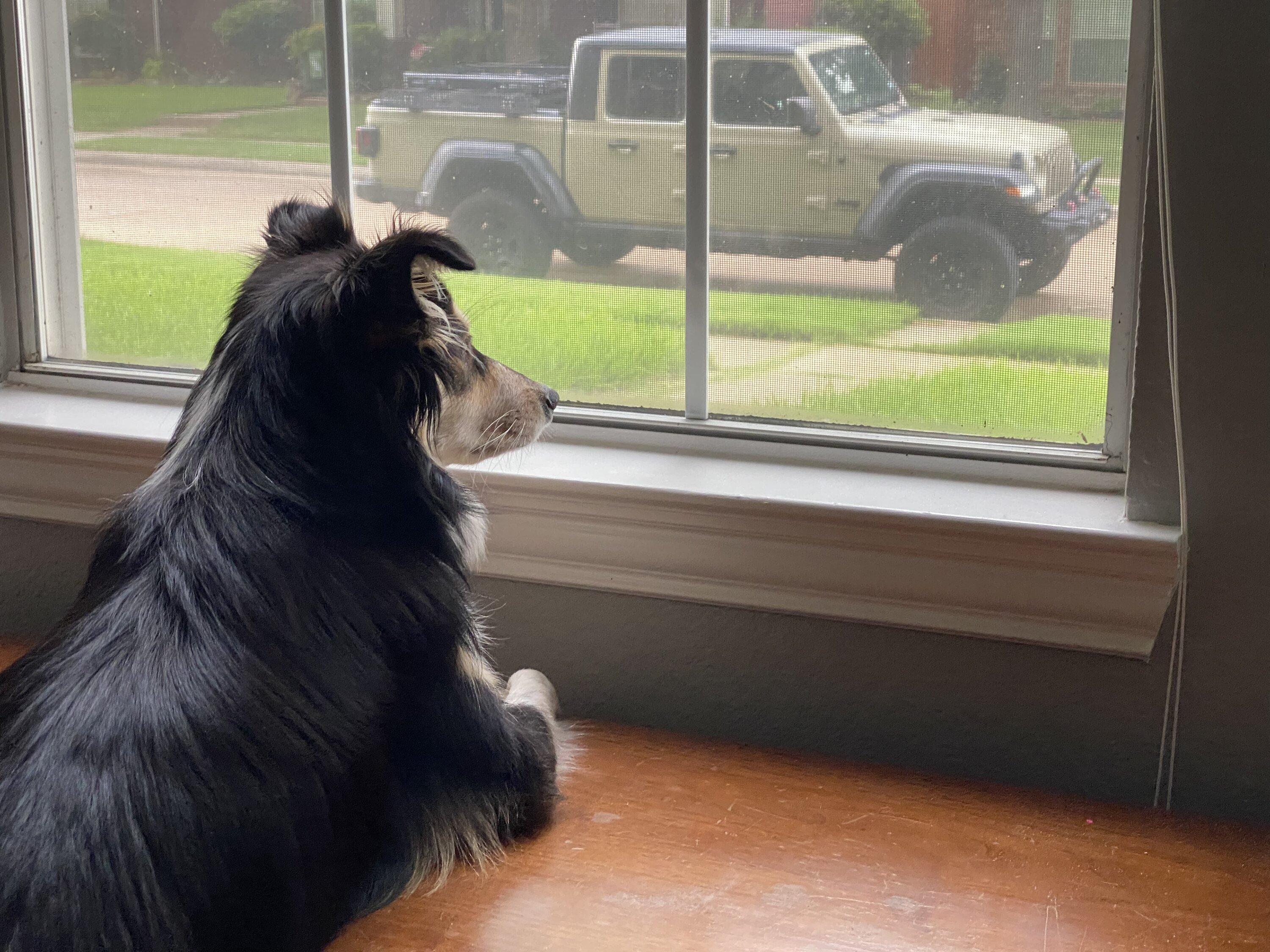 Jeep Gladiator Let’s see your pets cause they are the best companion you can have!!!!! BF48D821-598A-4FC1-8BA3-6338B87C83E7