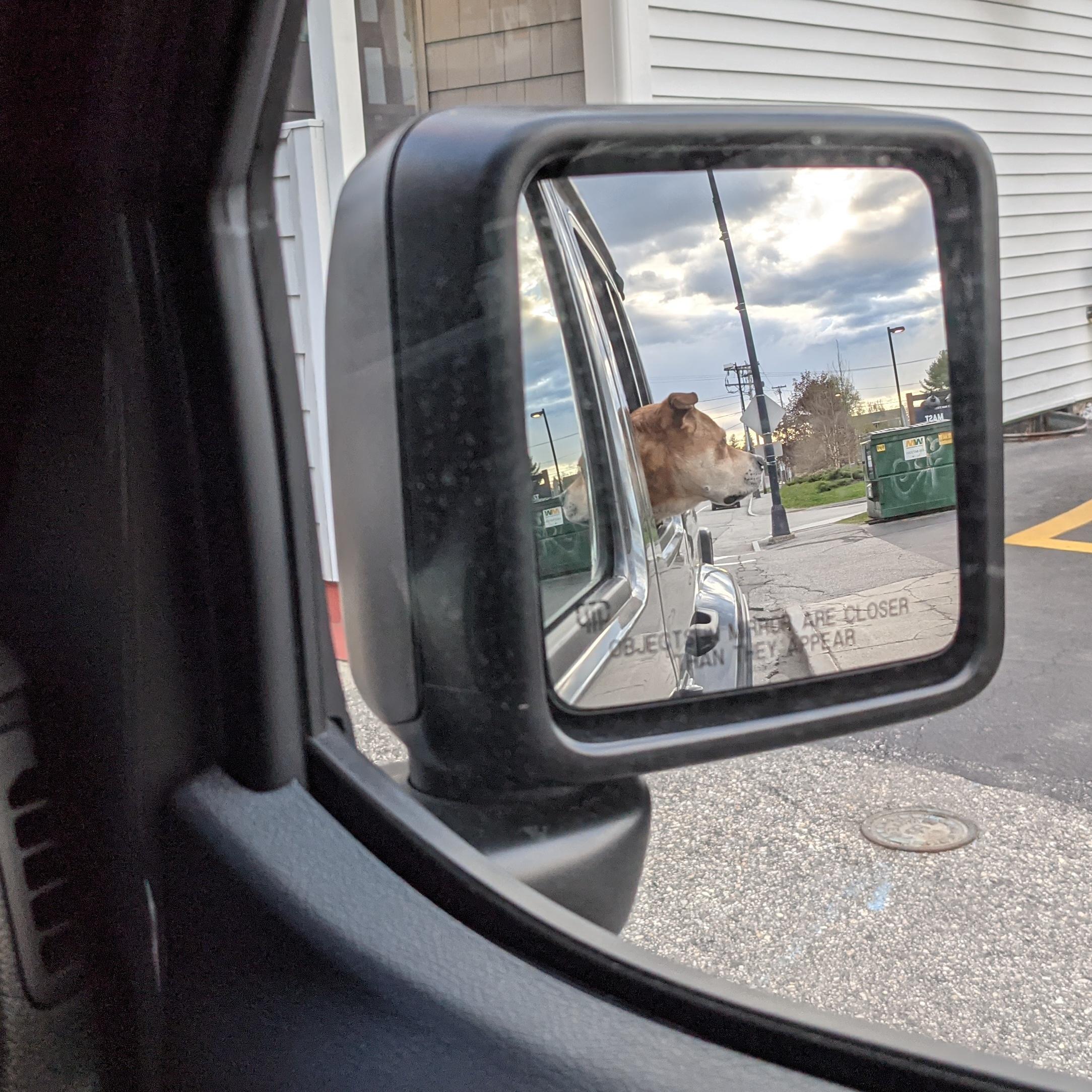 Jeep Gladiator Let’s see your pets cause they are the best companion you can have!!!!! PXL_20210511_225904396-01