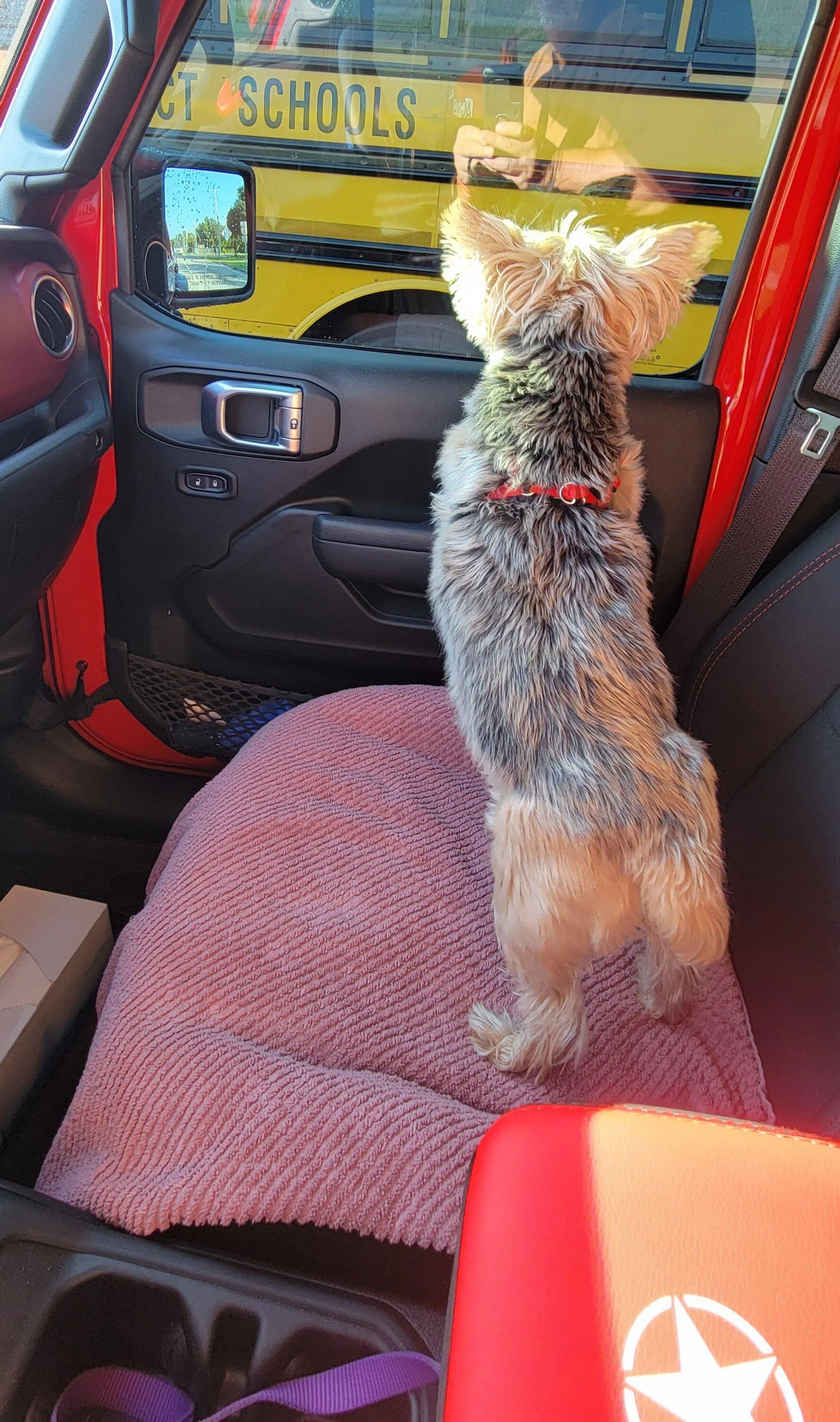 Jeep Gladiator Let’s see your pets cause they are the best companion you can have!!!!! 20220718_082838